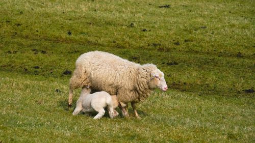 Free A peaceful scene of a sheep and lamb grazing in a meadow in Winsen, Germany. Stock Photo