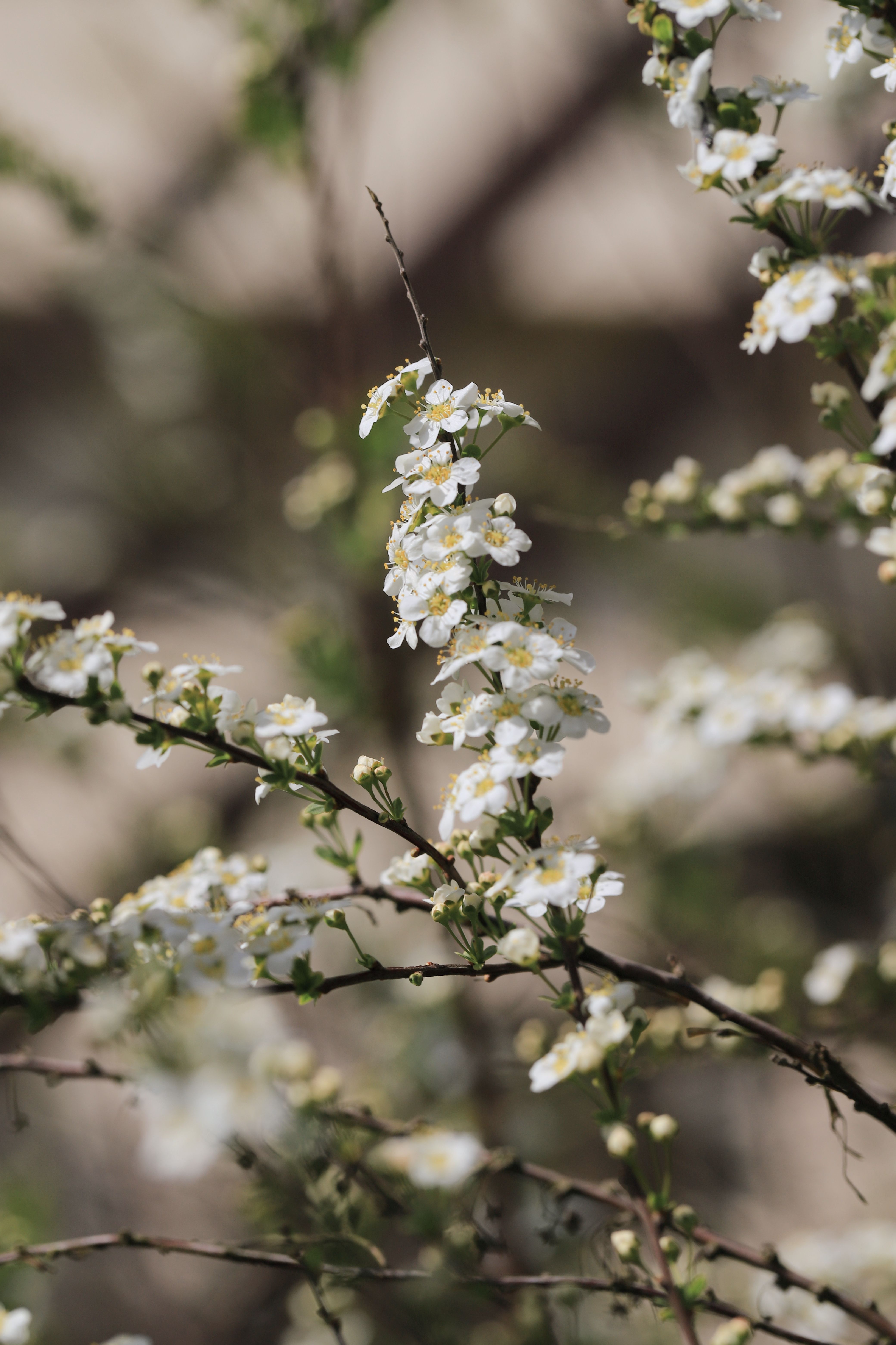 [ColoSach]-delicate-white-blossoms-bloom-in-springtime-on-a-shrub-branch-outdoors.