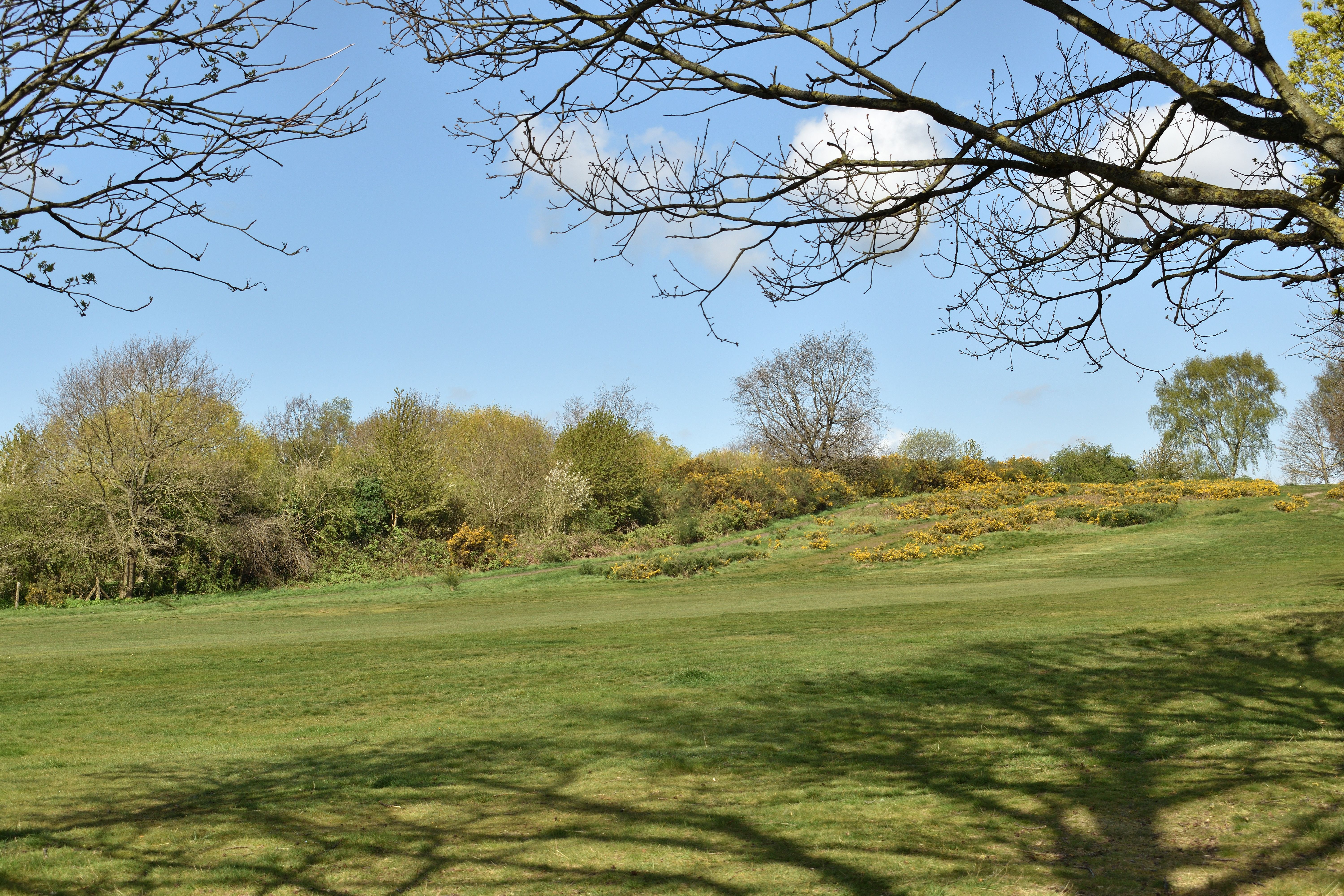 Blaina'daki Duffryn Park'ta ağaçlık alan