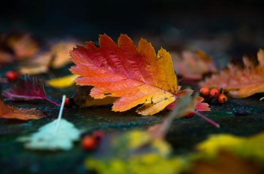 Close-up of colorful autumn leaves on the forest floor, showcasing vivid fall colors.