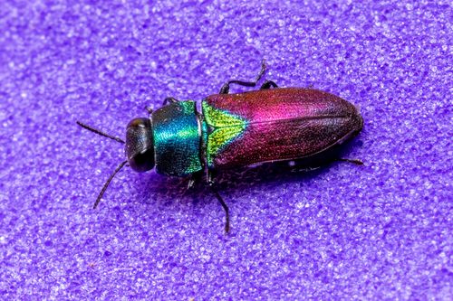 Free Close-up of a vibrant metallic jewel beetle with iridescent colors on a textured purple surface. Stock Photo
