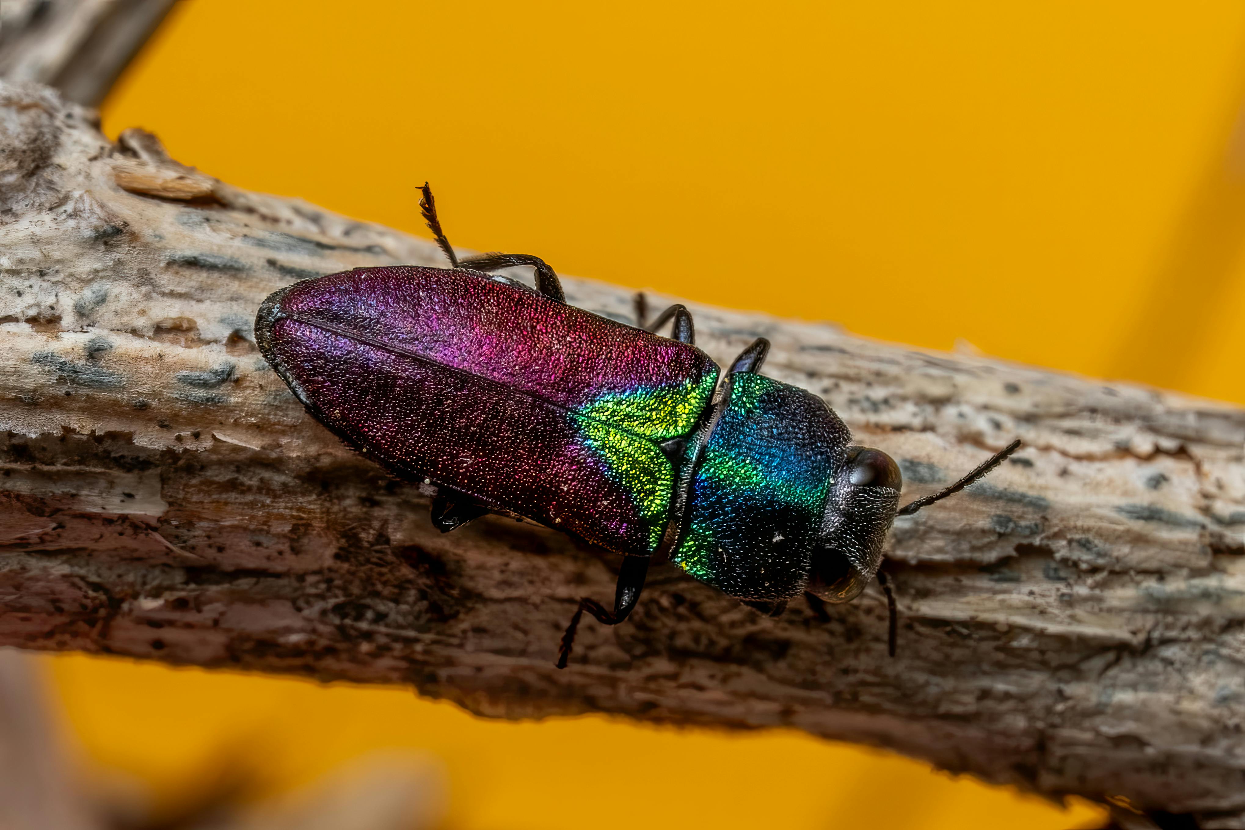 Macro shot of a colorful jewel beetle with iridescent colors on a branch against a vivid orange background.