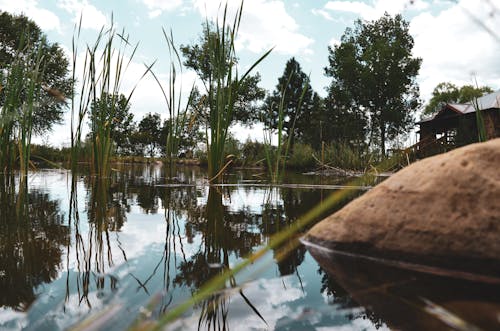 Free stock photo of nature, pond, reflection