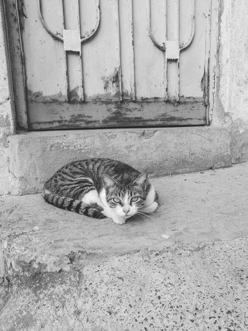 Free Black and white photo of a striped cat resting on a doorstep against an old door. Stock Photo