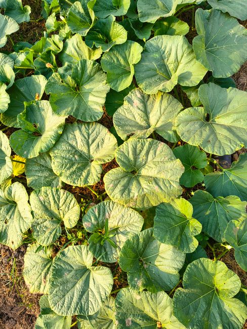 pumpkin leaf vegetable