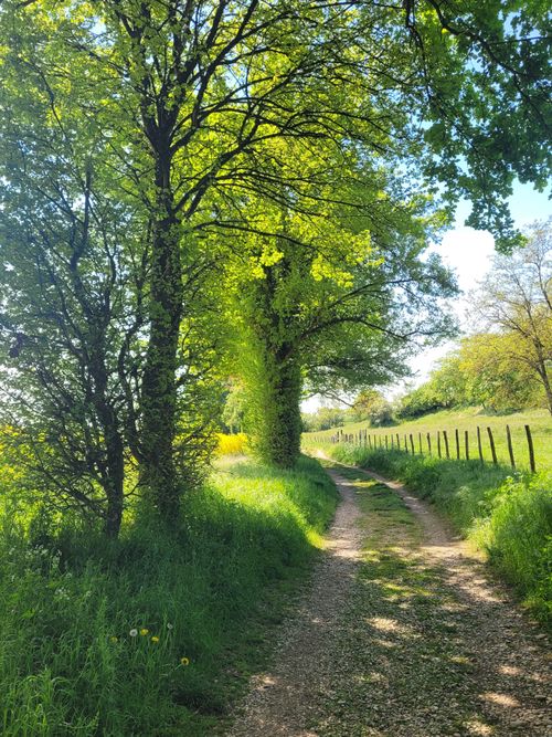Free A peaceful country path lined with lush trees under a bright sky, perfect for nature lovers. Stock Photo