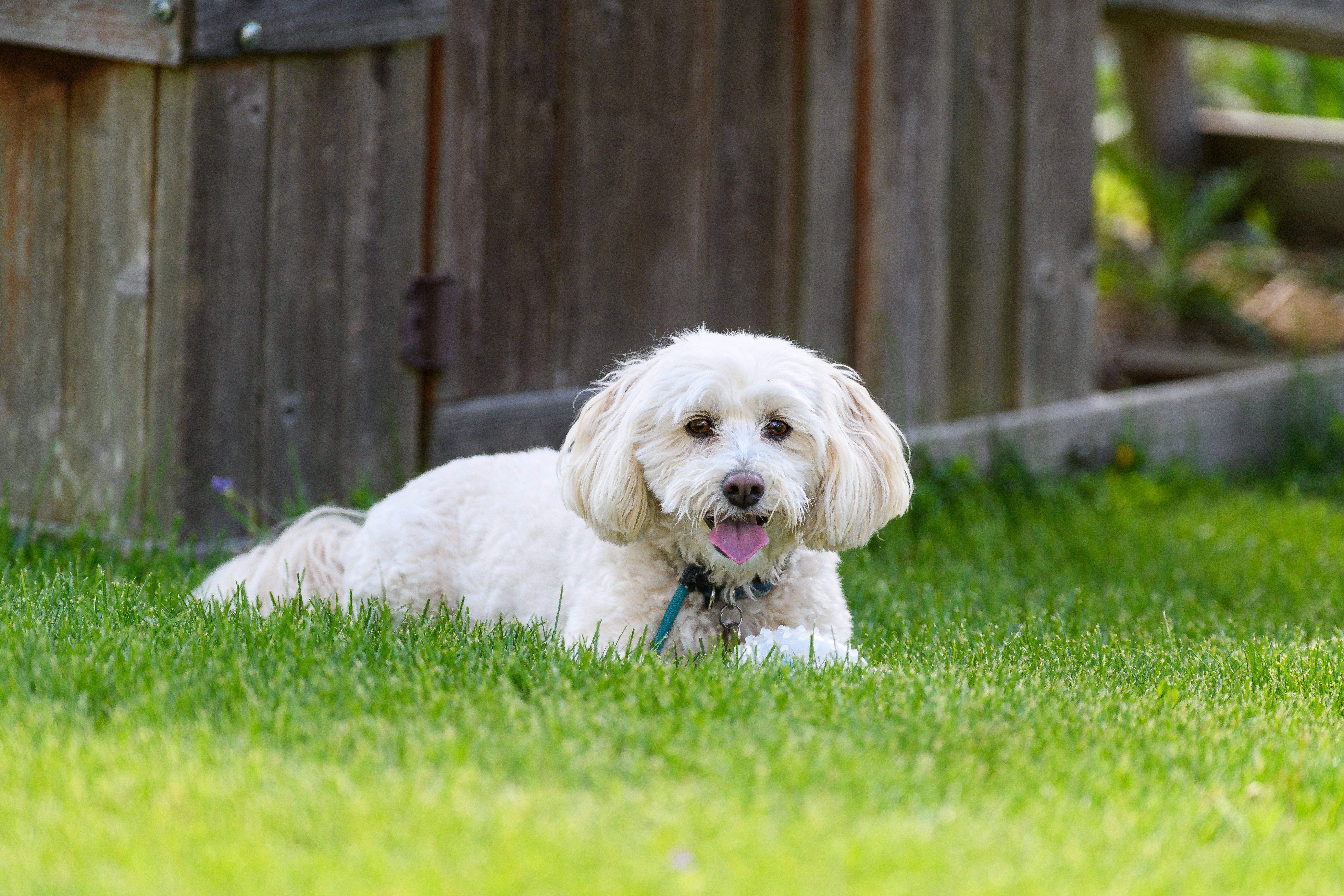 The best pet insurance in North Dakota 2026 - MSN — Photo by Jay Brand on Pexels