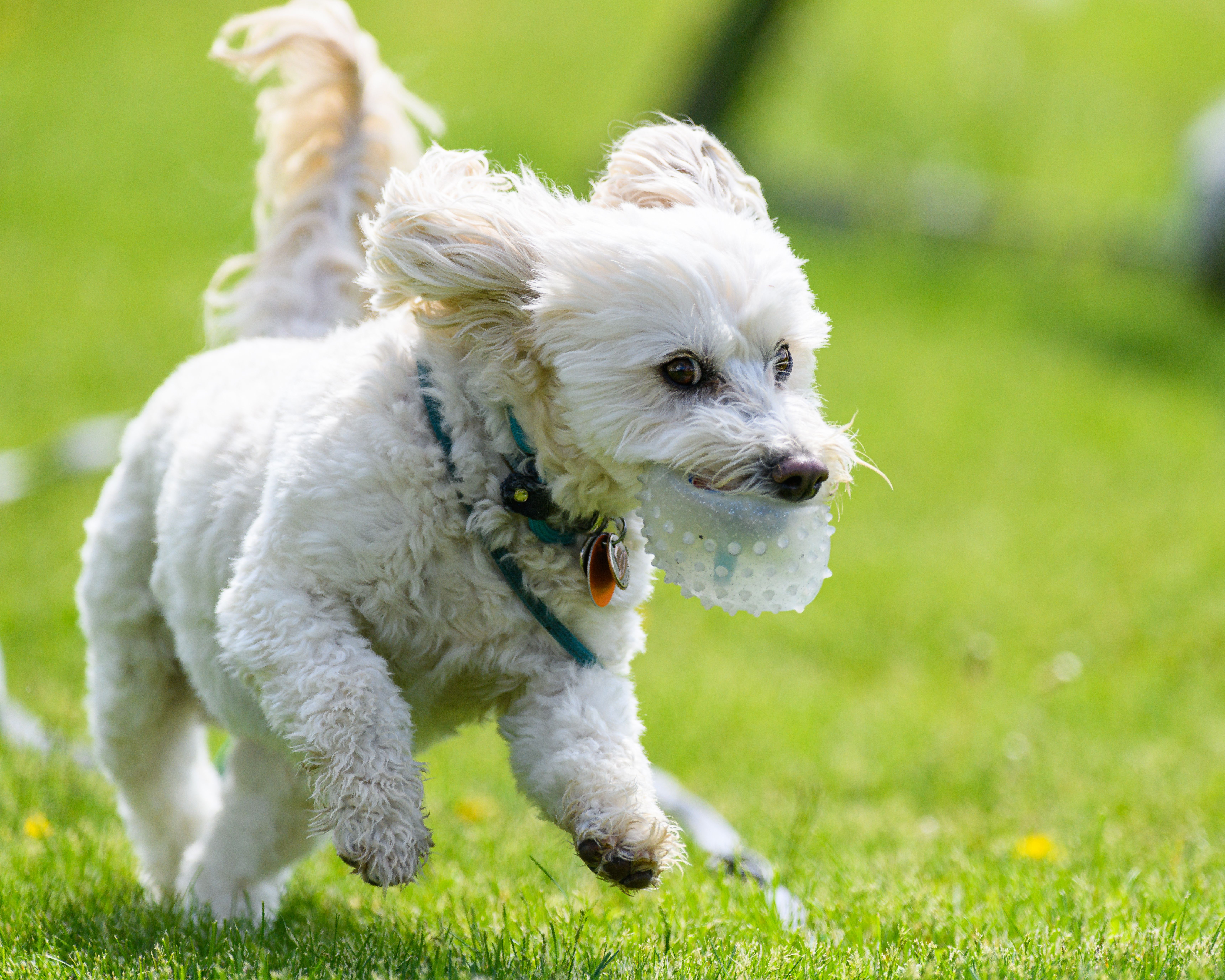 Energetic white dog enjoying a day in the park, running with a ball in its mouth.