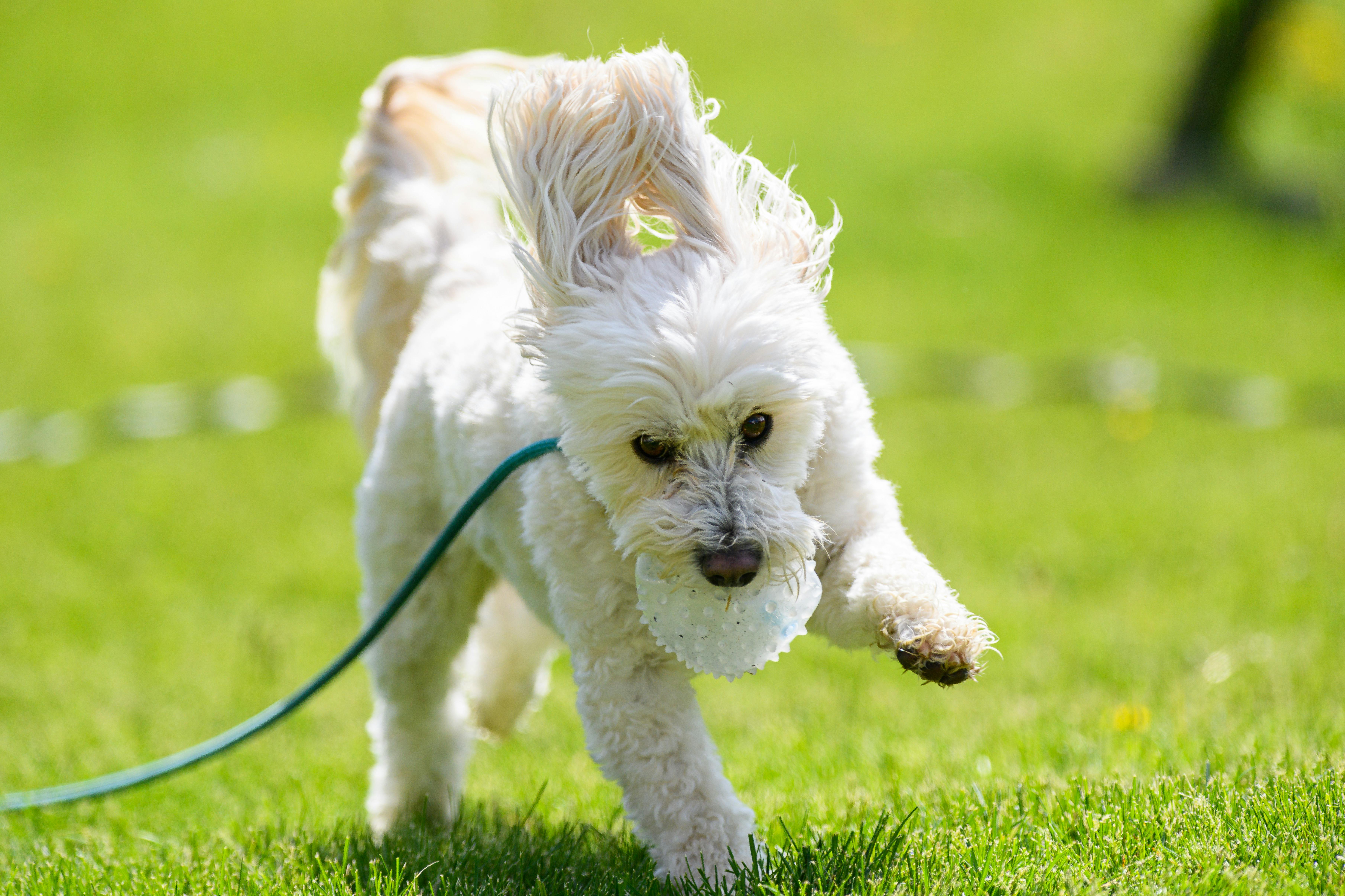 pet lifestyle, pets lifestyle, pet lifestyle store, more lifestyle pets, pet lifestyle bhopal, pet lifestyle centre, pet life