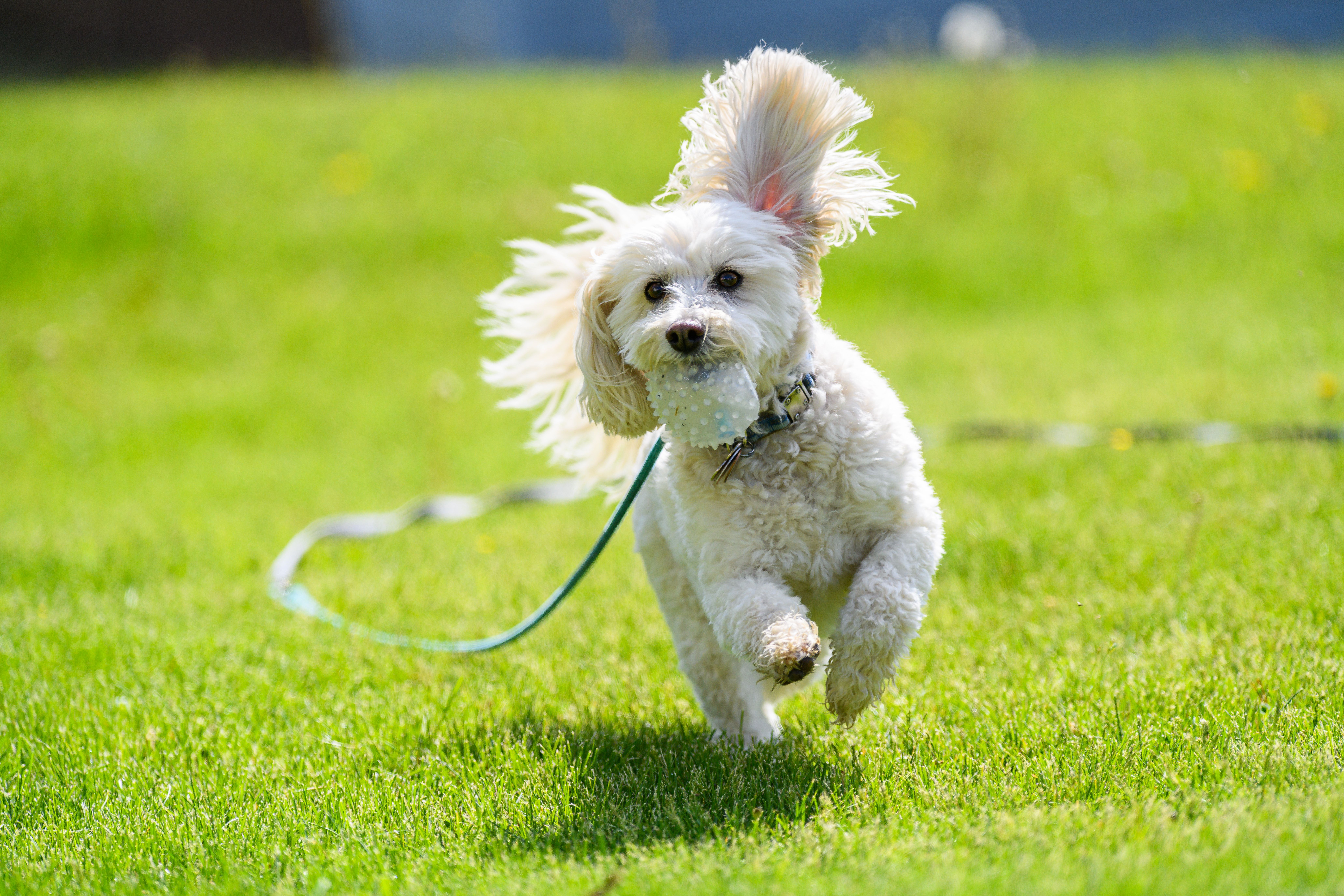 pet lifestyle pets lifestyle — Photo by Jay Brand on Pexels