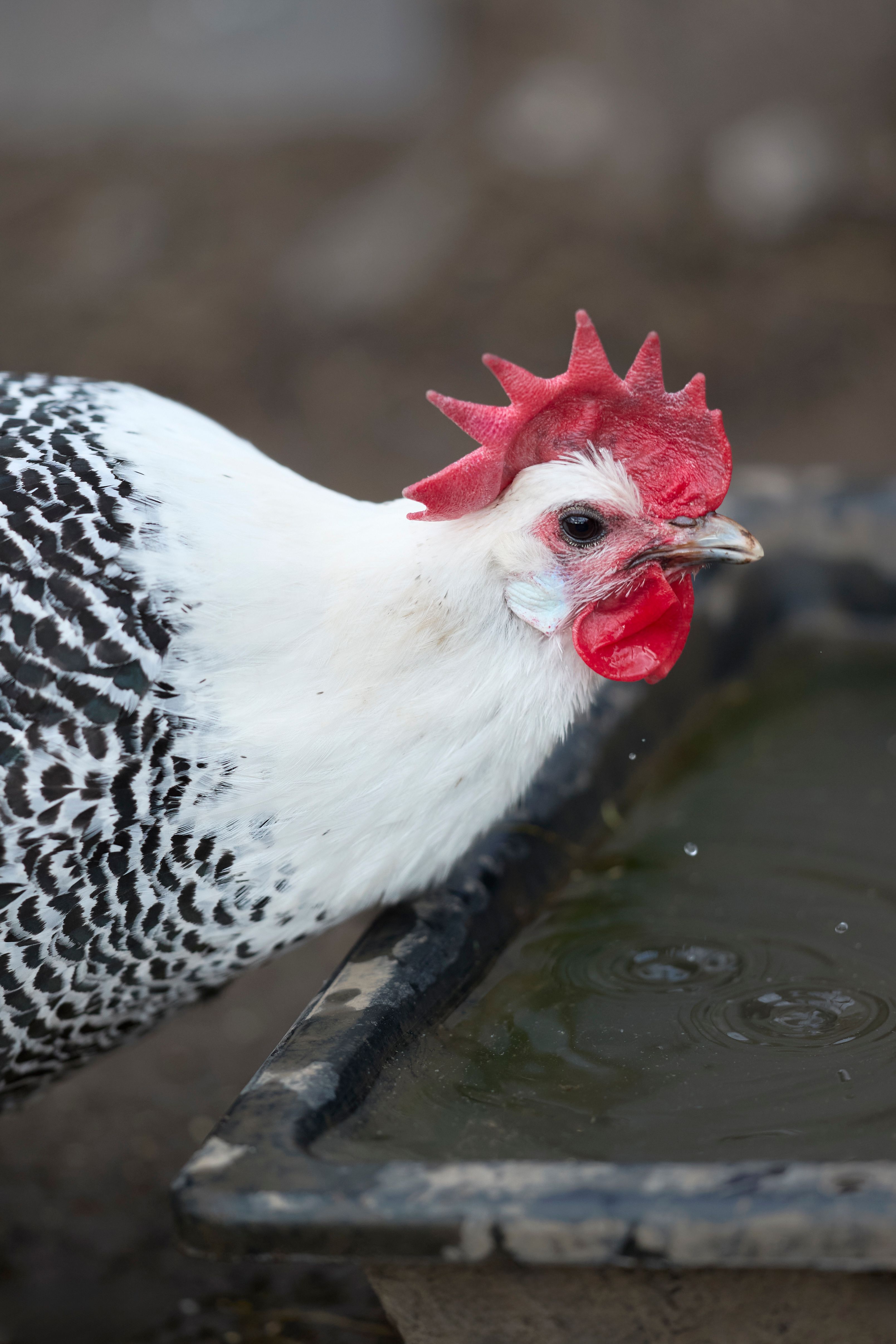 Speckled hen drinking from a water trough