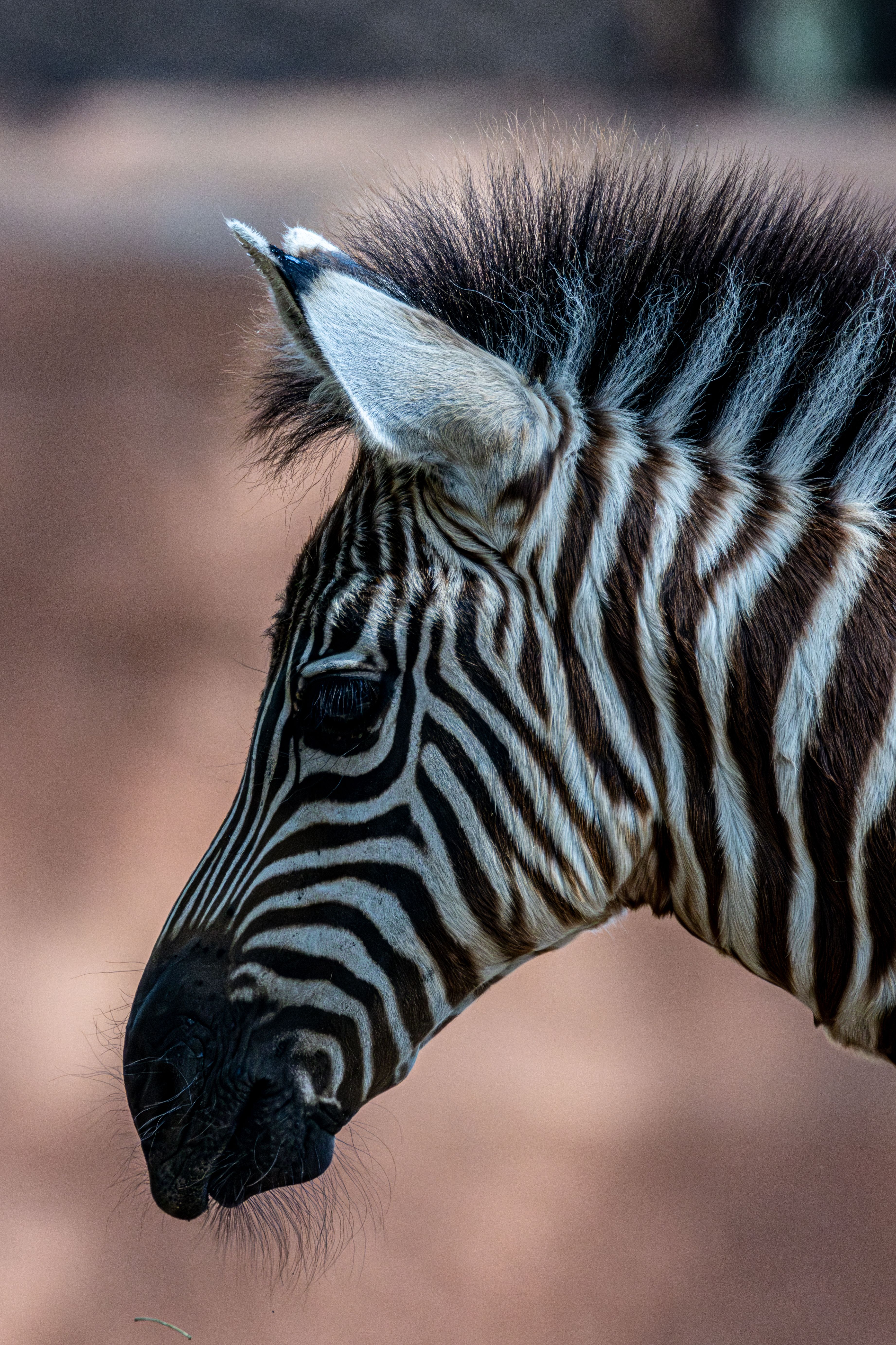 Side profile of a zebra with intricate stripes photographed outdoors in natural light.