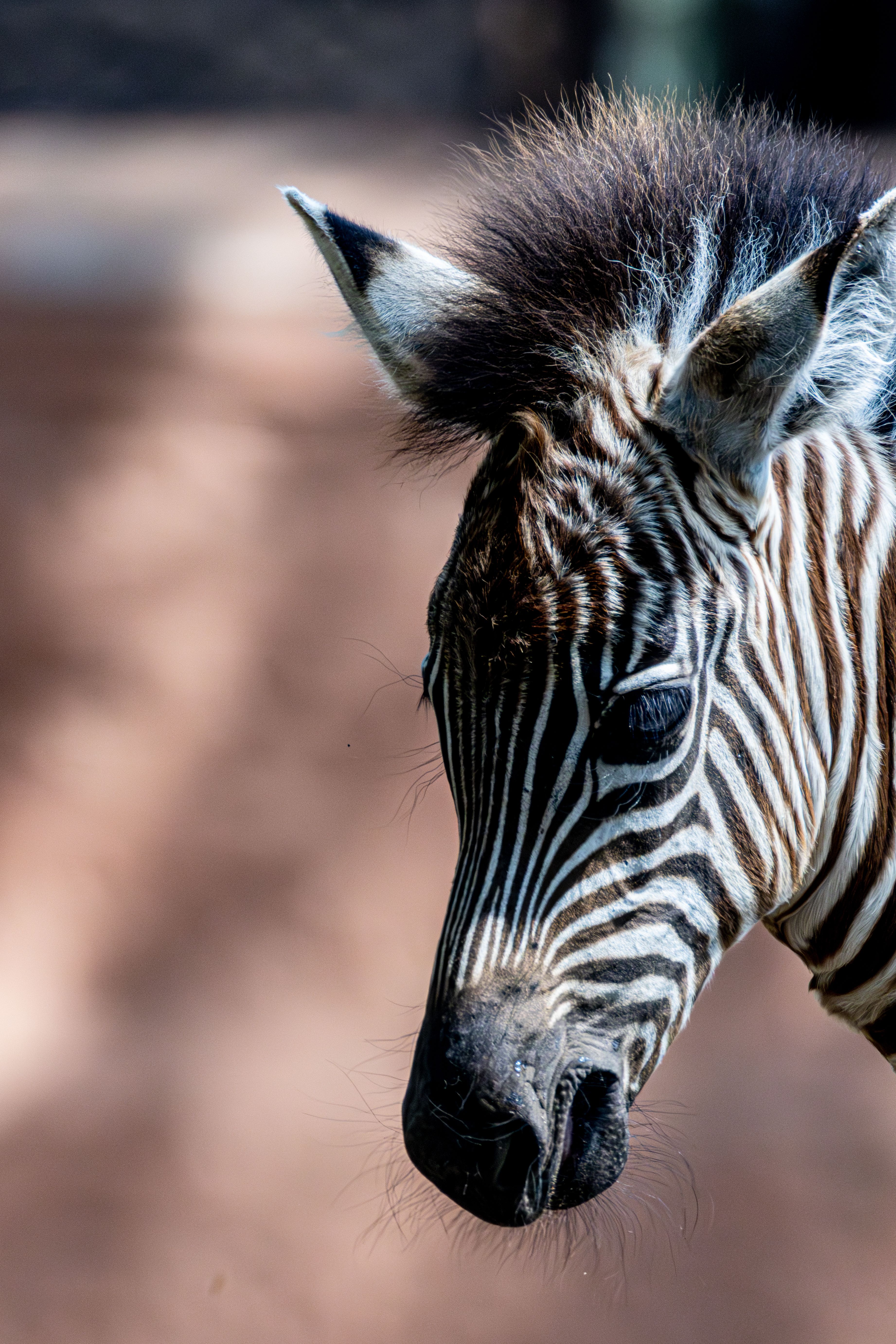 Close-up Portrait of a Plains Zebra in Sunlight · Free Stock Photo