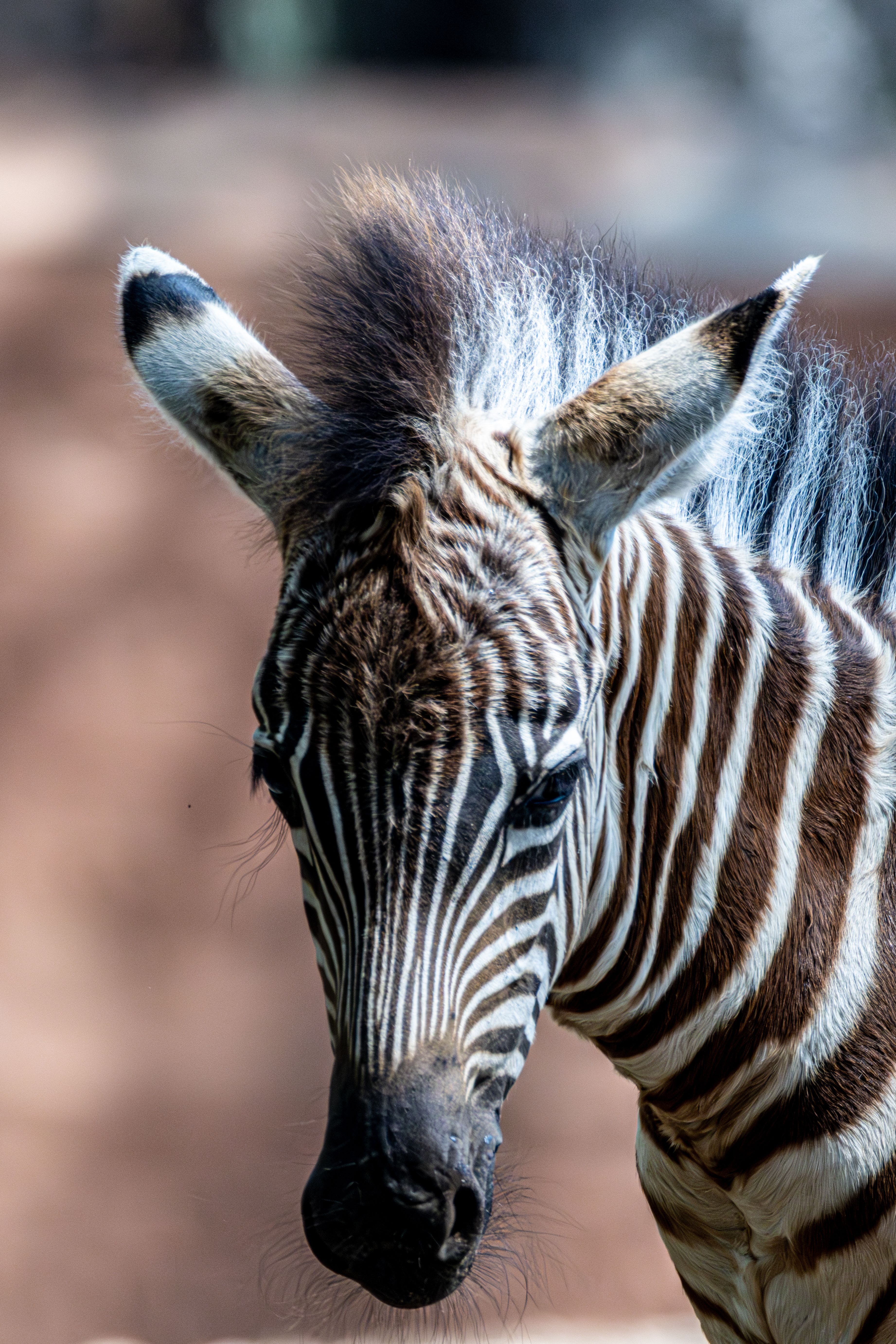 Captivating close-up of a Plains Zebra (Equus quagga) showcasing its distinctive stripes.