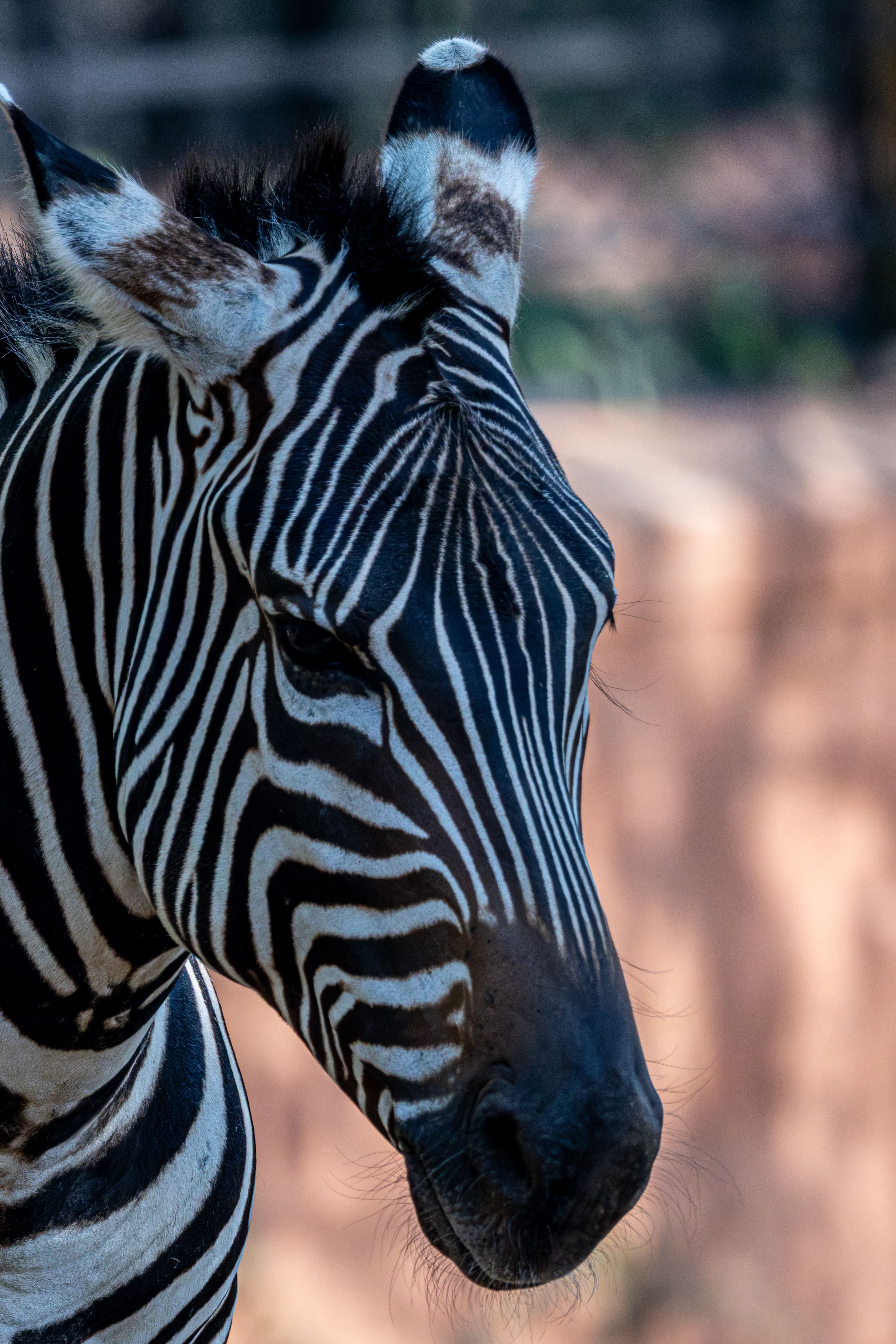 Close-up of a Zebra in Natural Habitat · Free Stock Photo