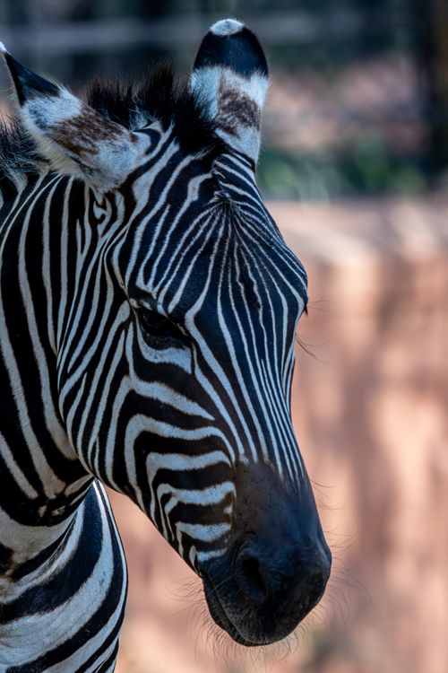 Dzebra Close-up of a Zebra in Natural Habitat · Free Stock Photo