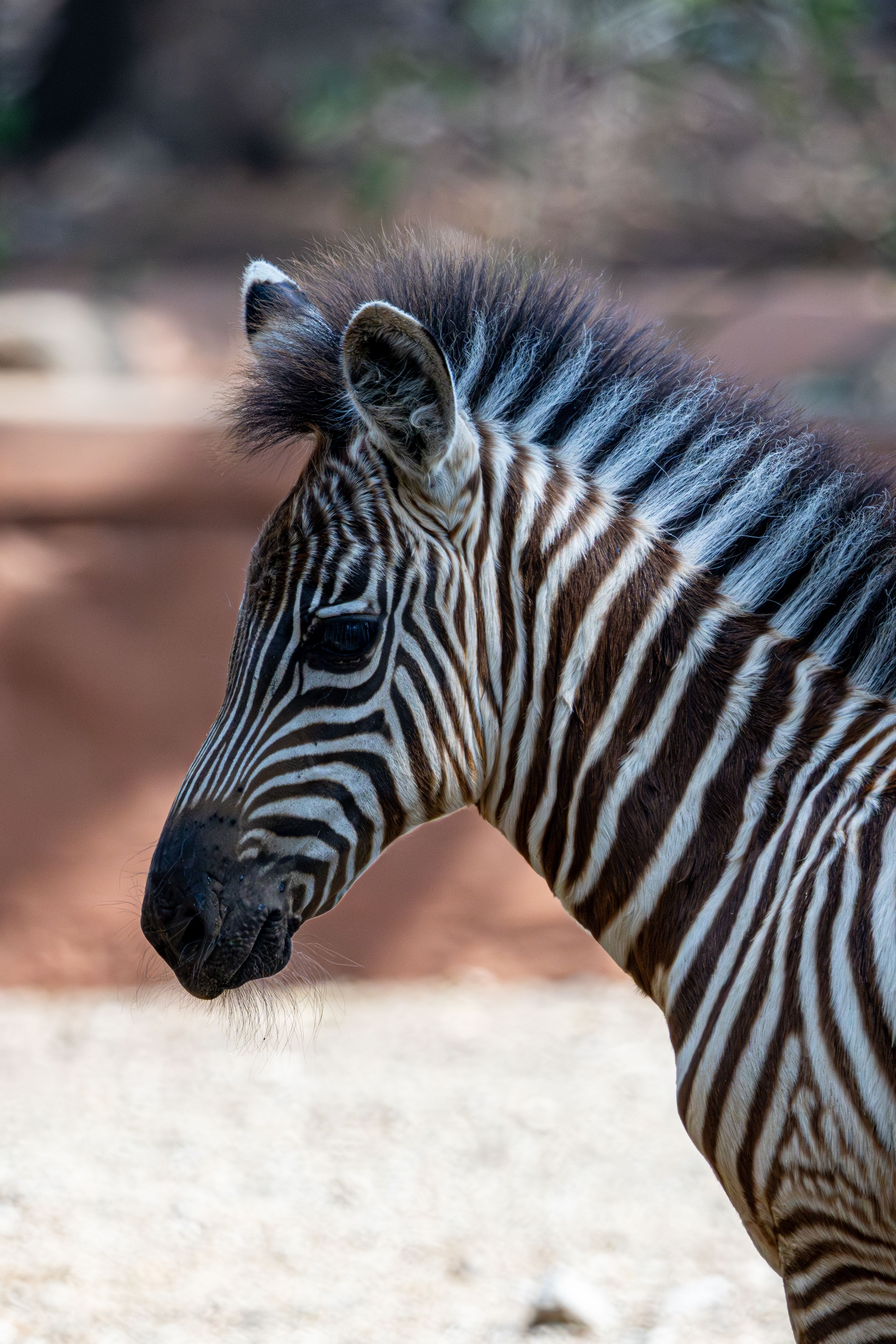 Detailed side profile of a zebra displaying its striking black and white stripes in natural light.