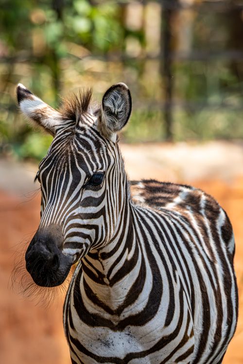 Zebra Posing Close-Up Portrait of a Zebra in Natural Habitat · Free Stock Photo