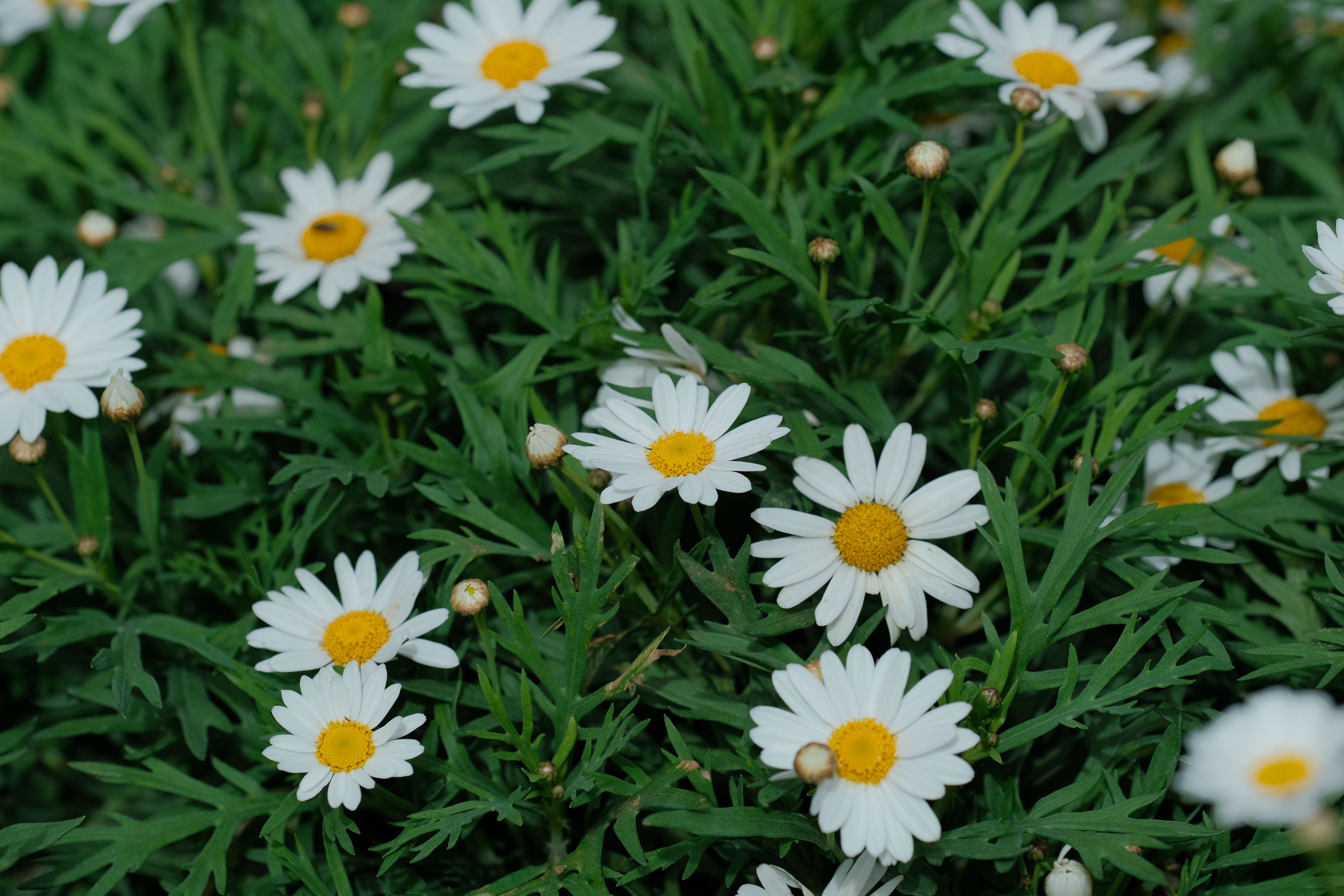 Vibrant Springtime Daisies in Bloom · Free Stock Photo