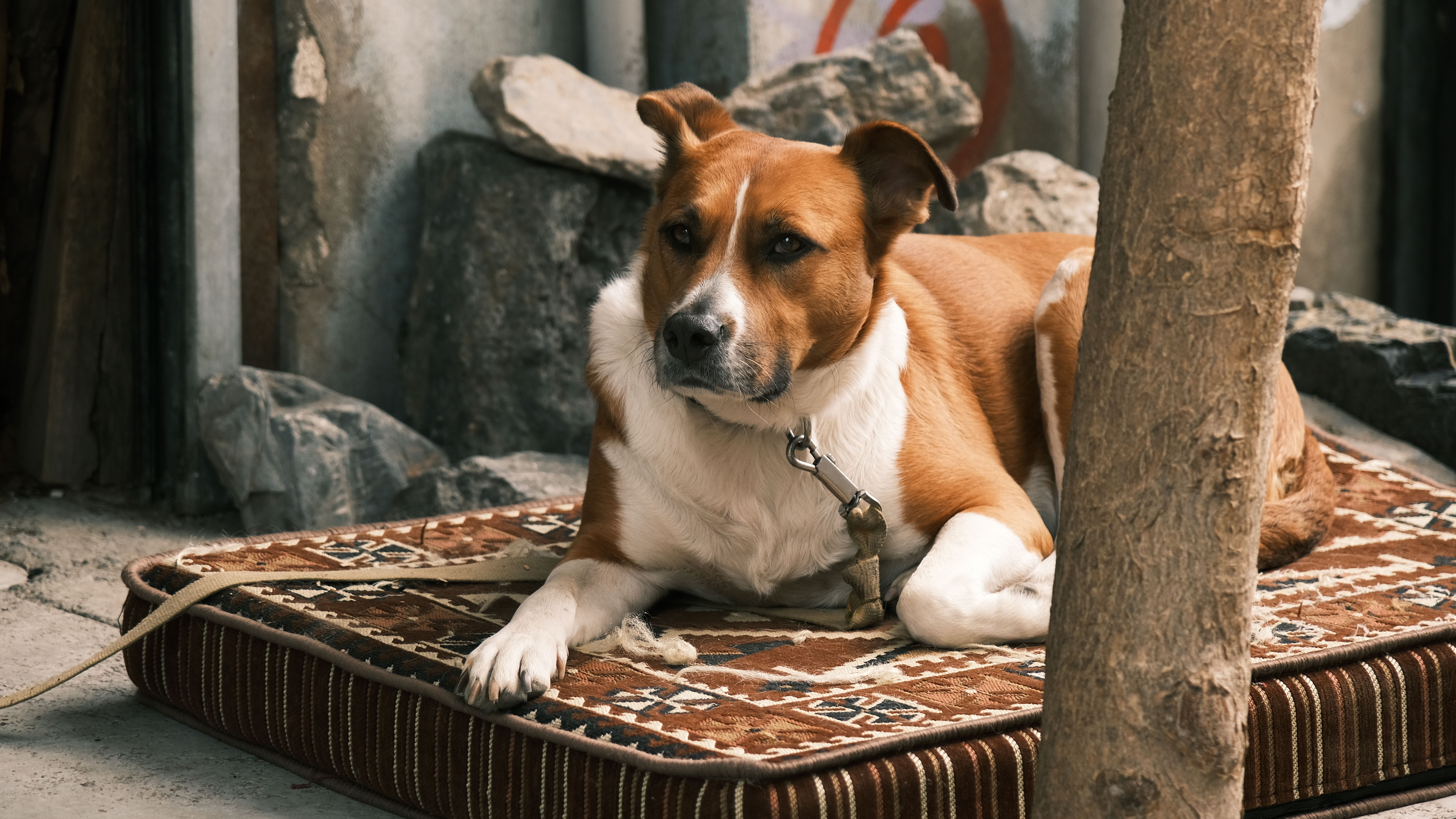 A dog calmly observing its surroundings from a comfortable distance