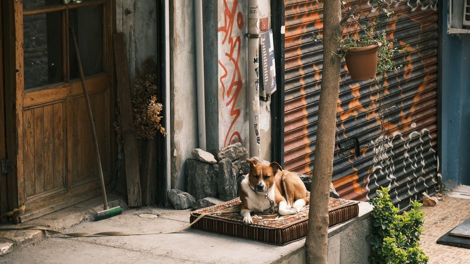 Dog Cooling Mat vs Cooling Vest: Which Does Your Dog Need?