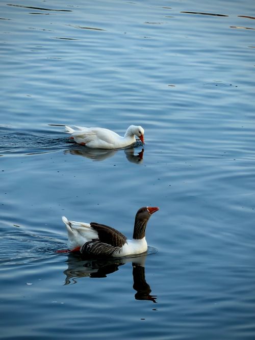 Free Two geese glide across a tranquil blue lake, creating serene ripples on a sunny day. Stock Photo
