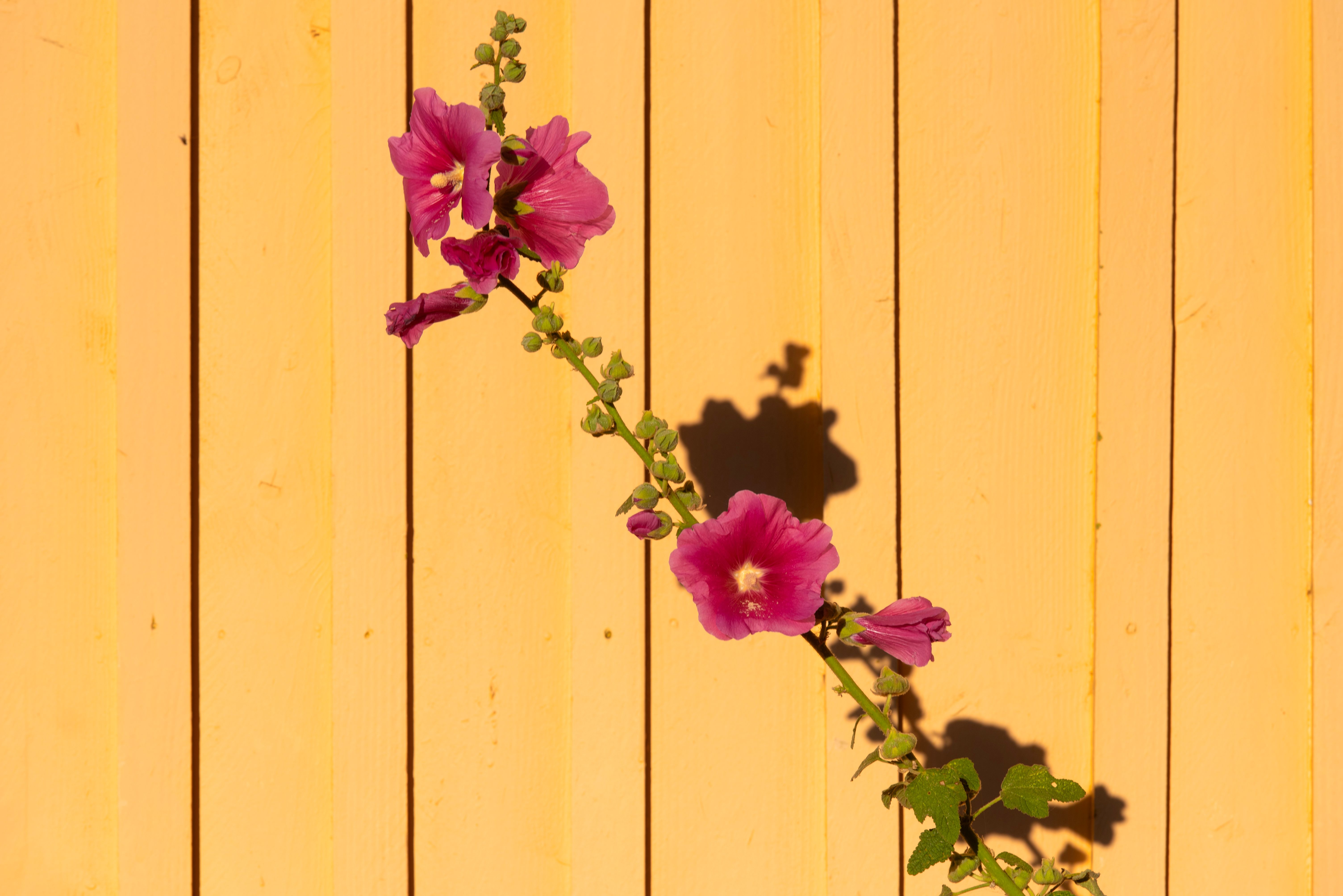 Fence and Decking Painting in Barnet — surfaces prepped and cut in by hand