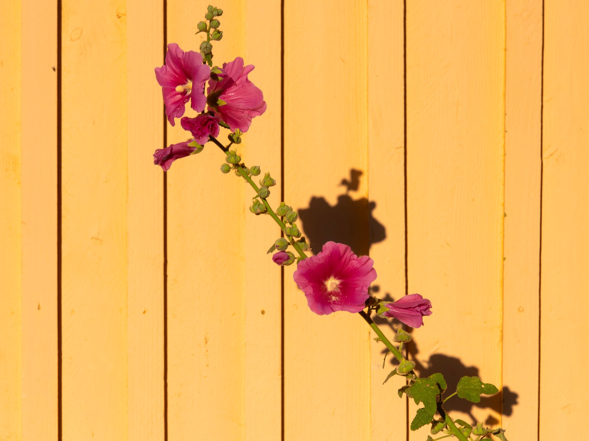 Fence and Decking Painting in Goodmayes, Redbridge — garden fence being painted with weatherproof wood finish