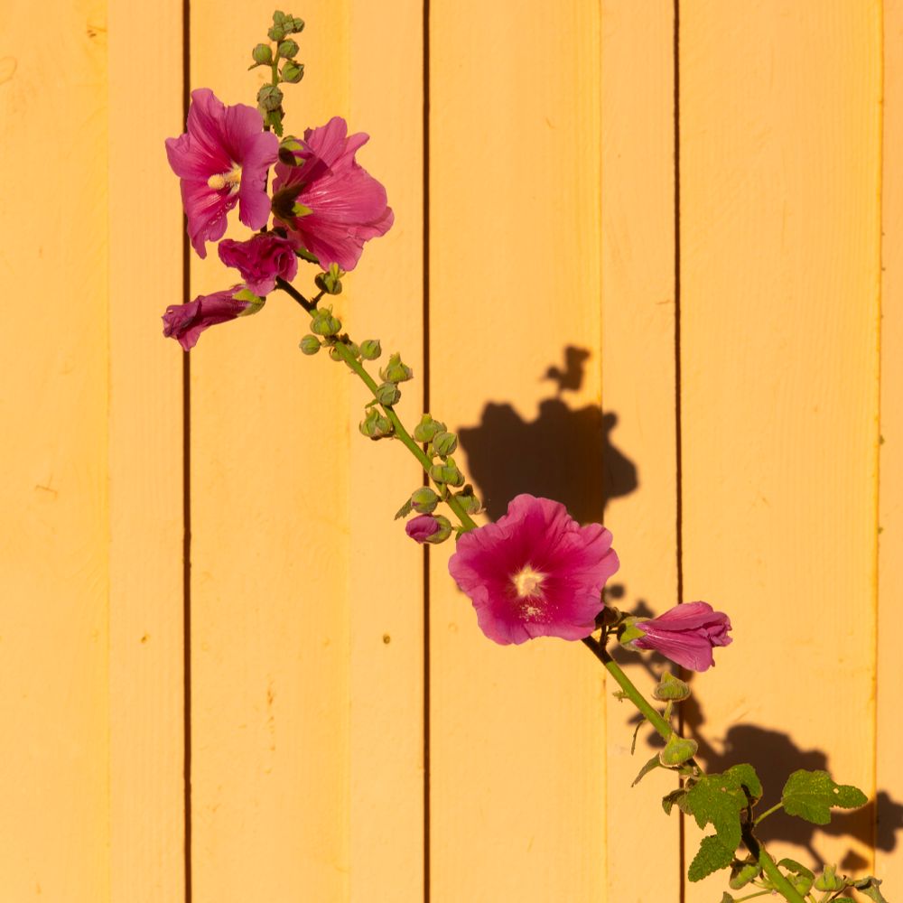 Fence and Decking Painting in Barnet — surfaces prepped and cut in by hand