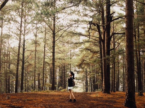 Free A woman hiking through a serene pine forest in Dalat, Vietnam during the day. Stock Photo