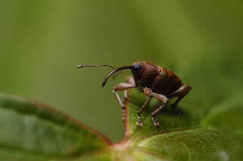 Free A detailed macro photograph of a weevil perched on a green leaf, showcasing intricate textures. Stock Photo