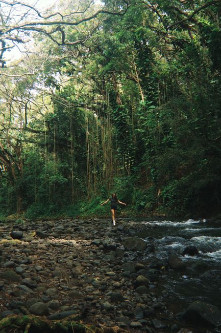 Person enjoying nature in a dense forest with a flowing river in Hawaii.