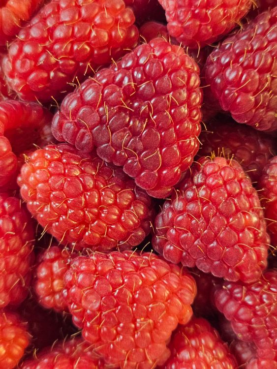 Vibrant Red Raspberries Close-up · Free Stock Photo