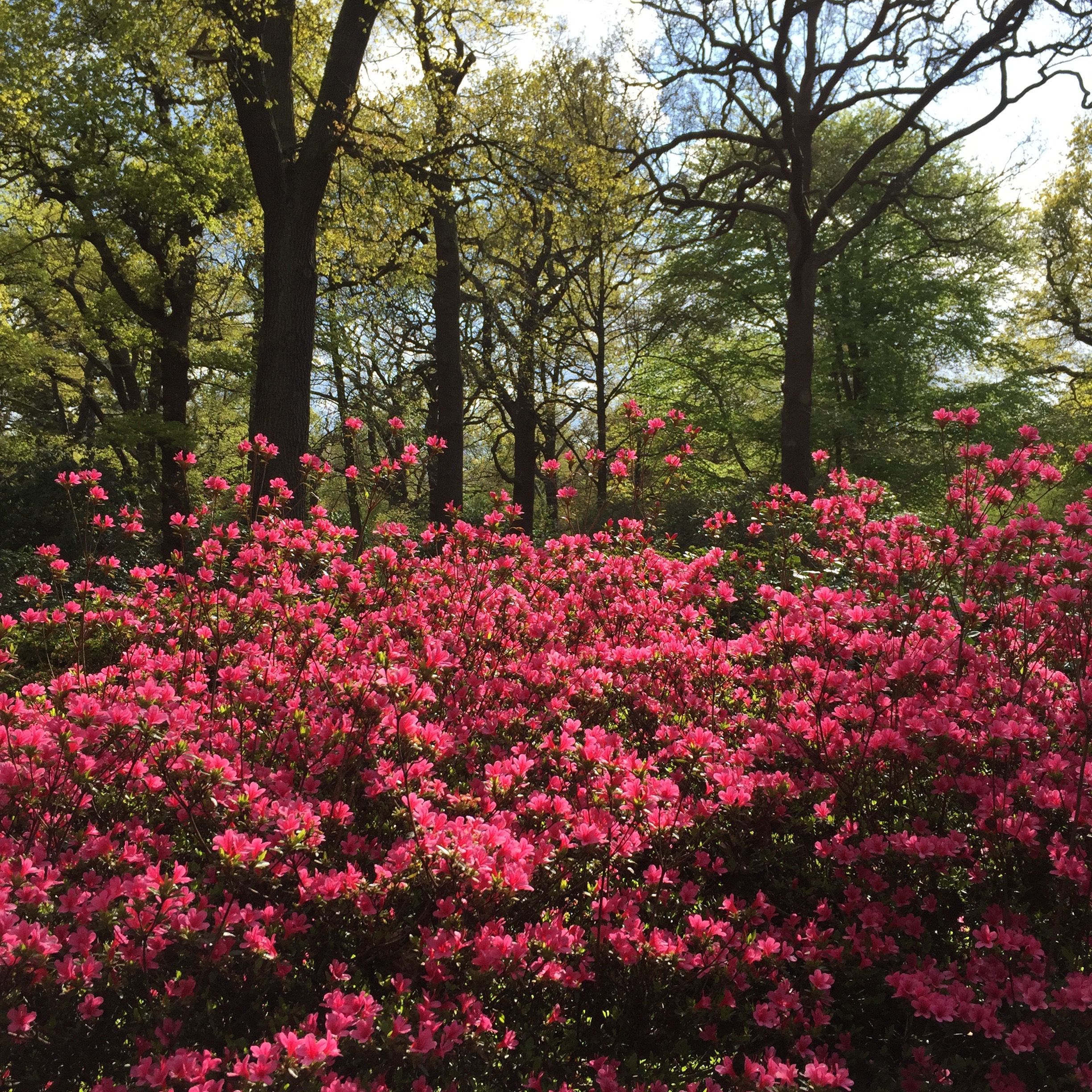 Vibrant Pink Azaleas in London Spring Garden · Free Stock Photo