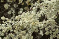 Close-up of delicate white blossoms on branches, capturing spring's beauty.