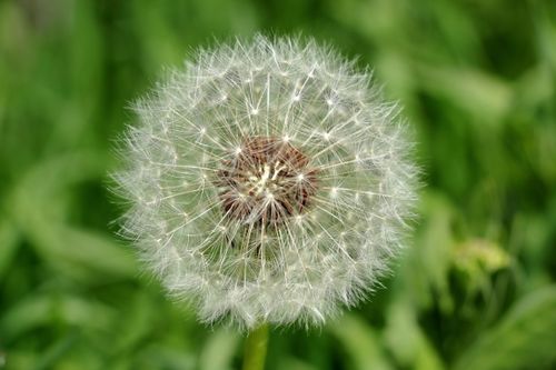 Free Detailed close-up of a dandelion seed head with a lush green background. Stock Photo