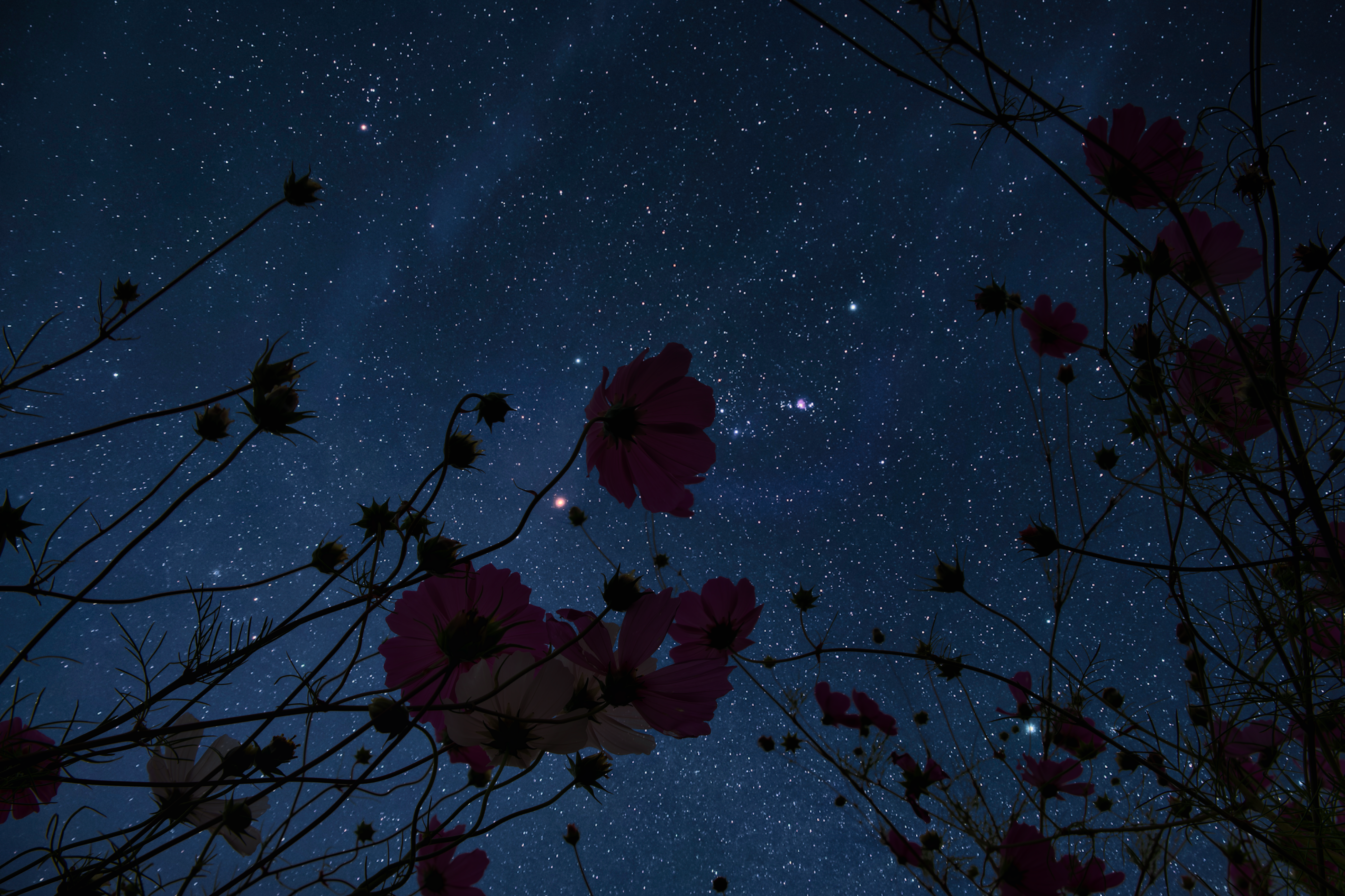 Night view of flower blooming