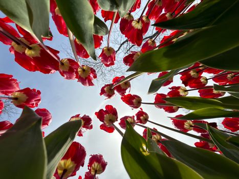 Experience the vibrant red tulips in İstanbul from a unique low-angle perspective, showcasing their beauty from beneath.