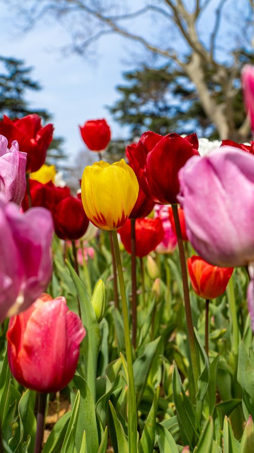 Free Bright tulips bloom in a vibrant garden setting, capturing spring in İstanbul. Stock Photo