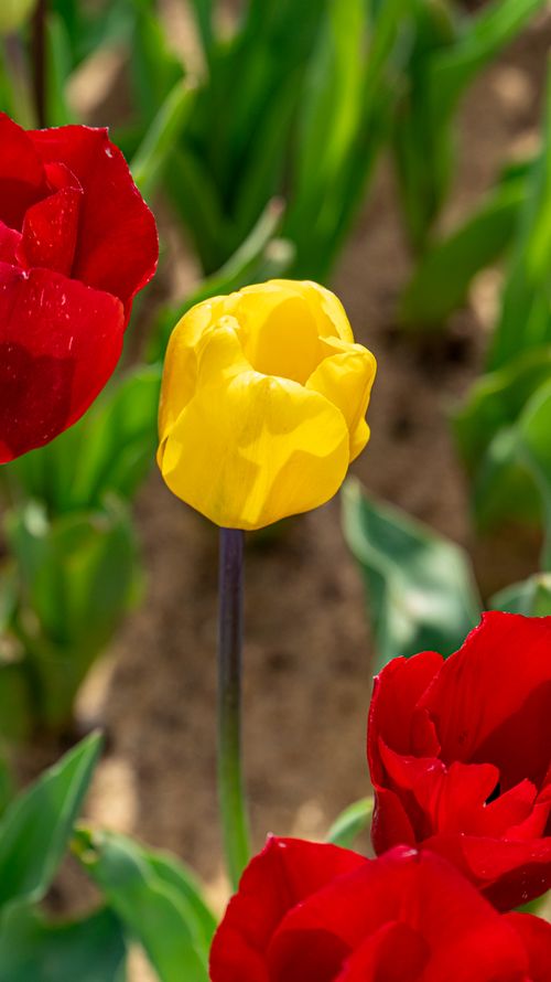 Free A vibrant yellow tulip stands out among red tulips in a lush garden in İstanbul, Türkiye. Stock Photo