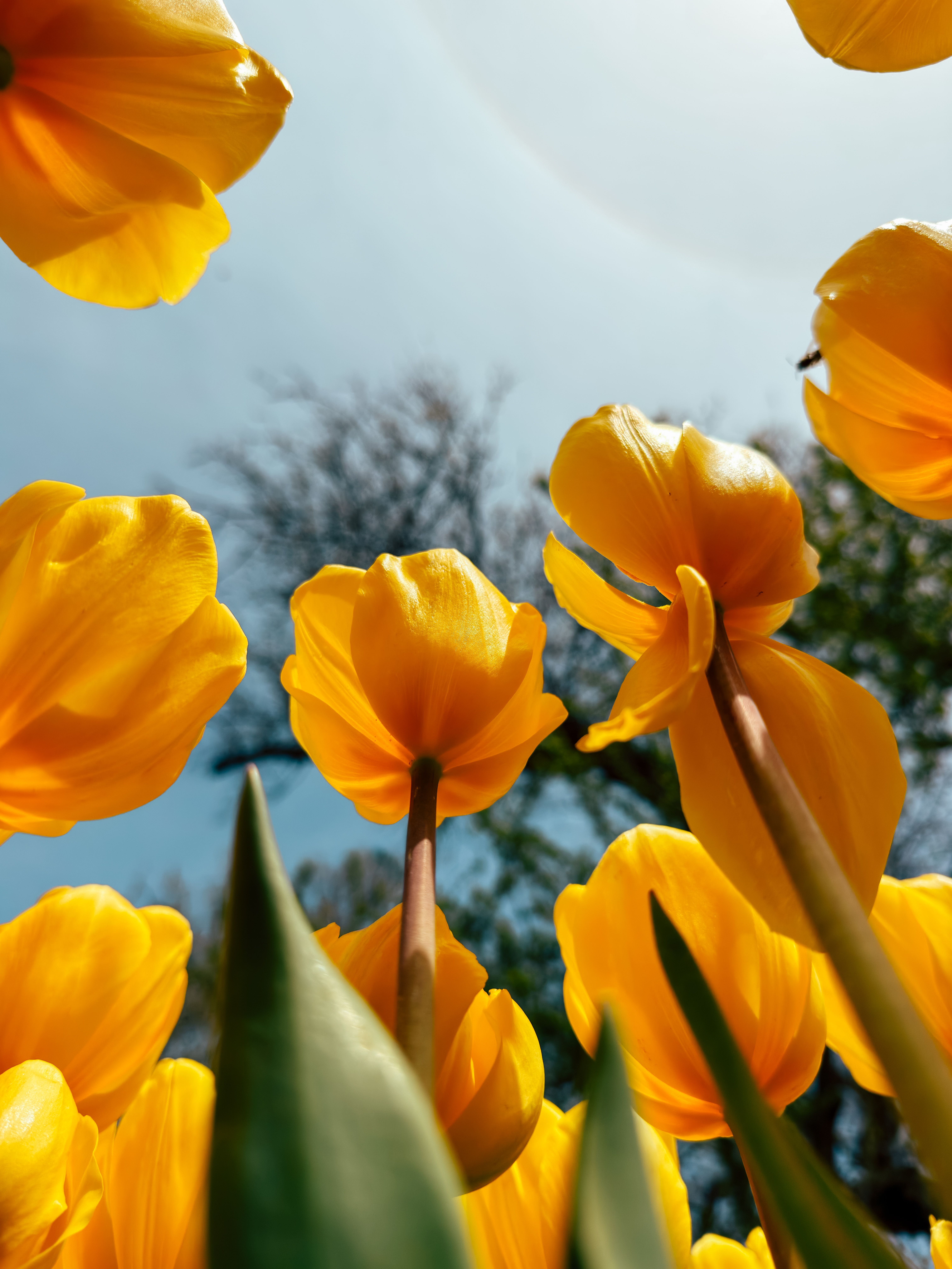 Yellow Tulips in Spring Sunlight at Istanbul Park · Free Stock Photo