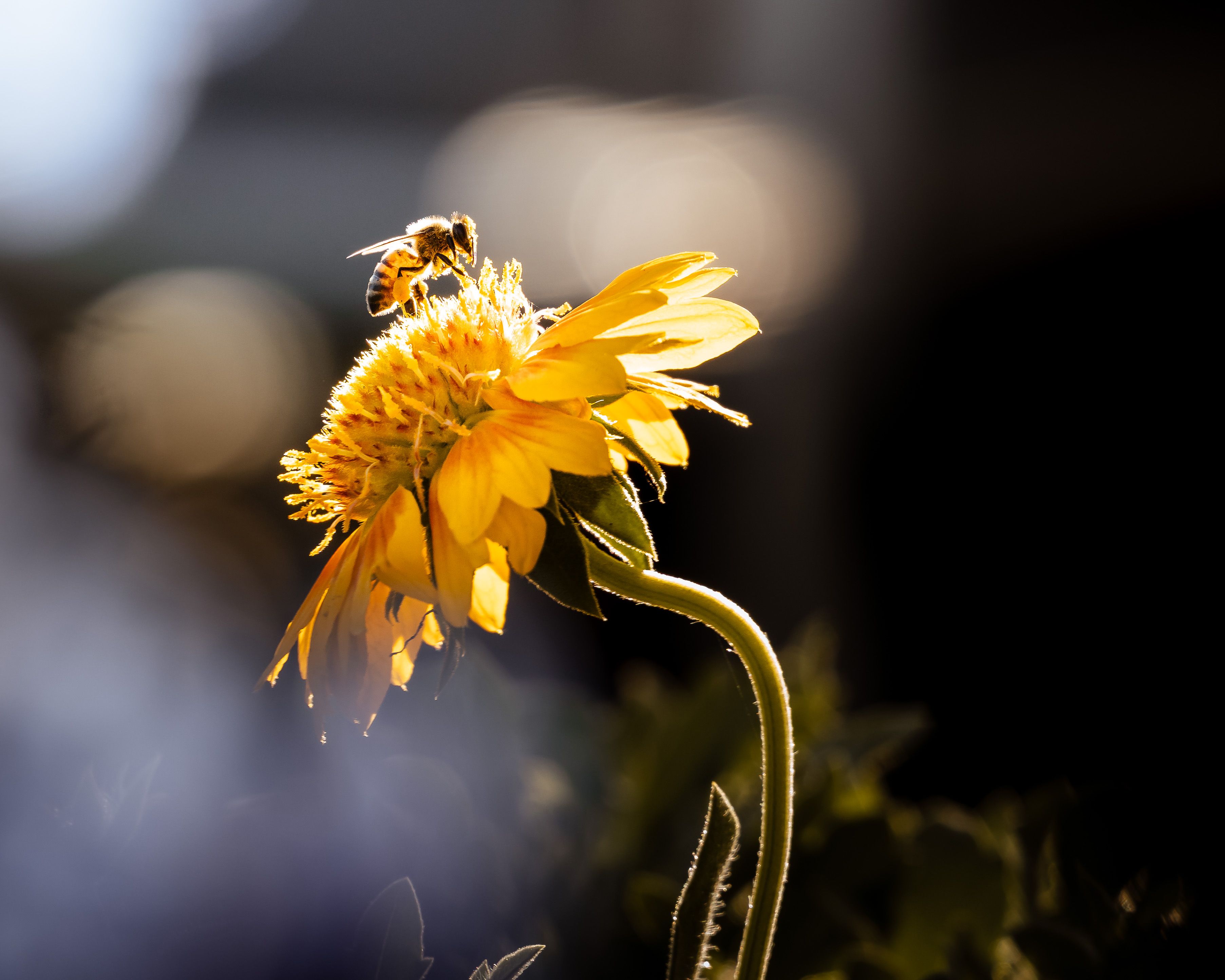 Artwork for Focused as a Bee: Jones Loflin on Mastering Time, Focus & Doing What Matters Most