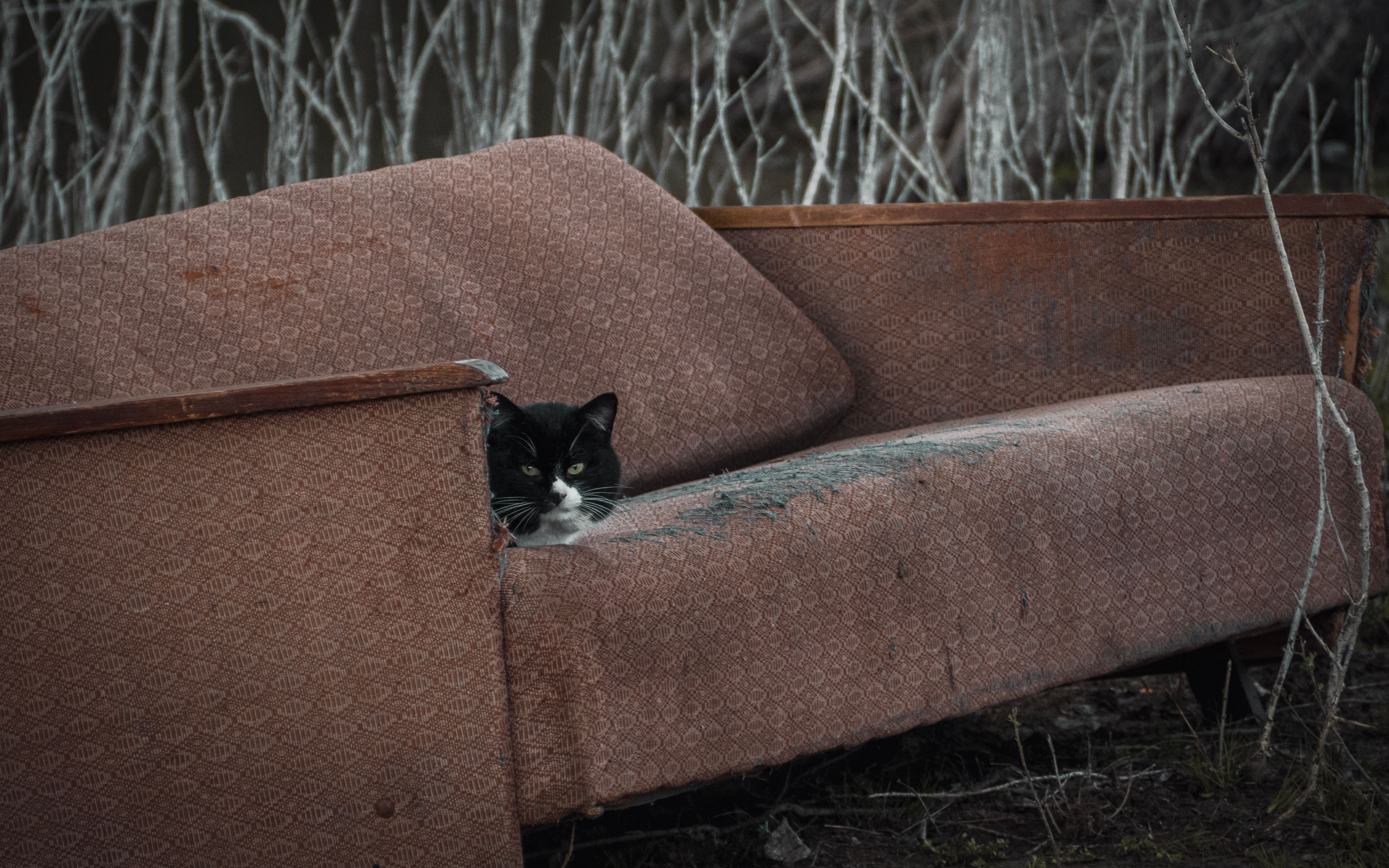 Foto: Lisá  Yakurím / Pexels