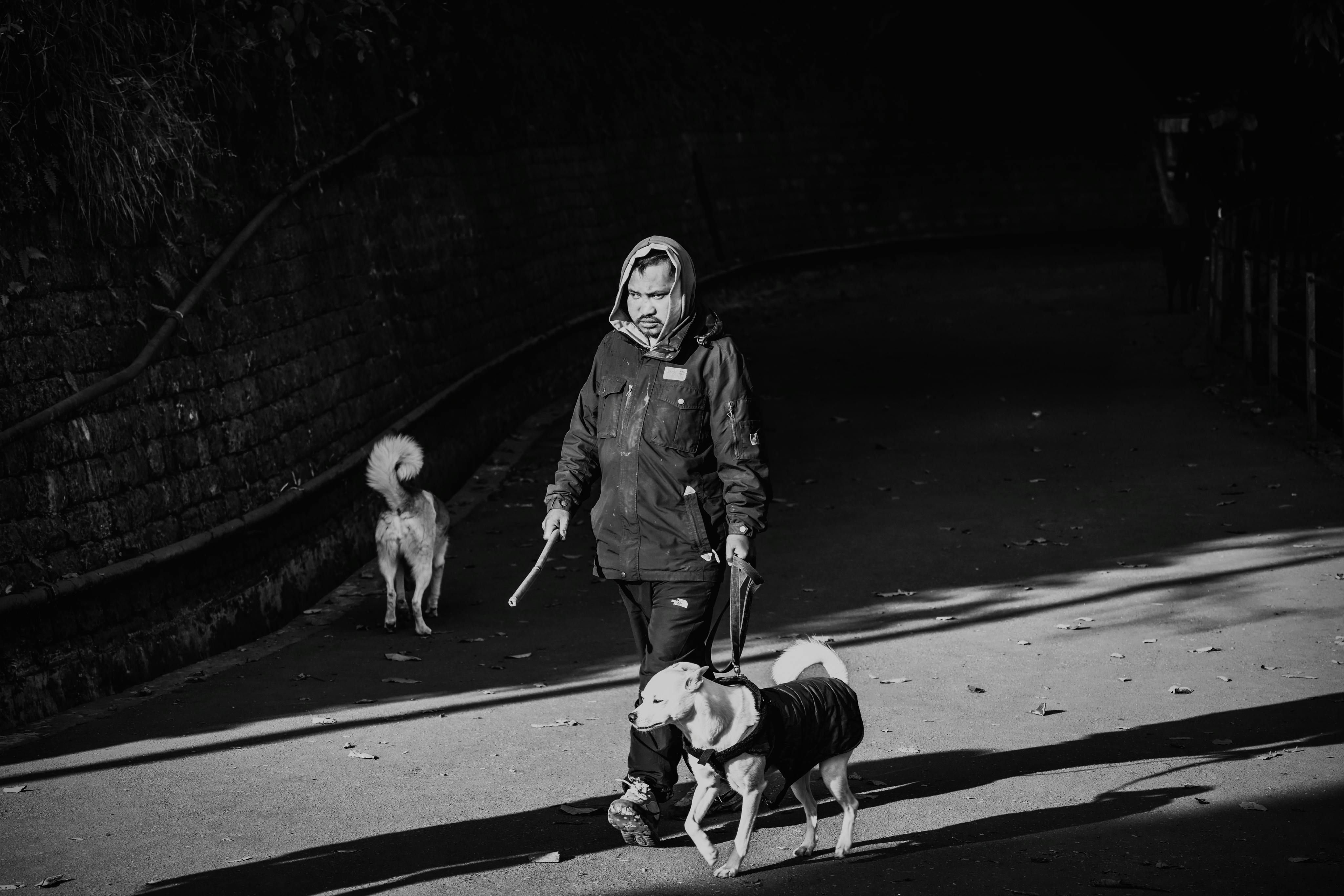 Dogs as Lifestyle Companions: What This Means for Brands &amp; Retailers — Photo by Monojit Dutta on Pexels