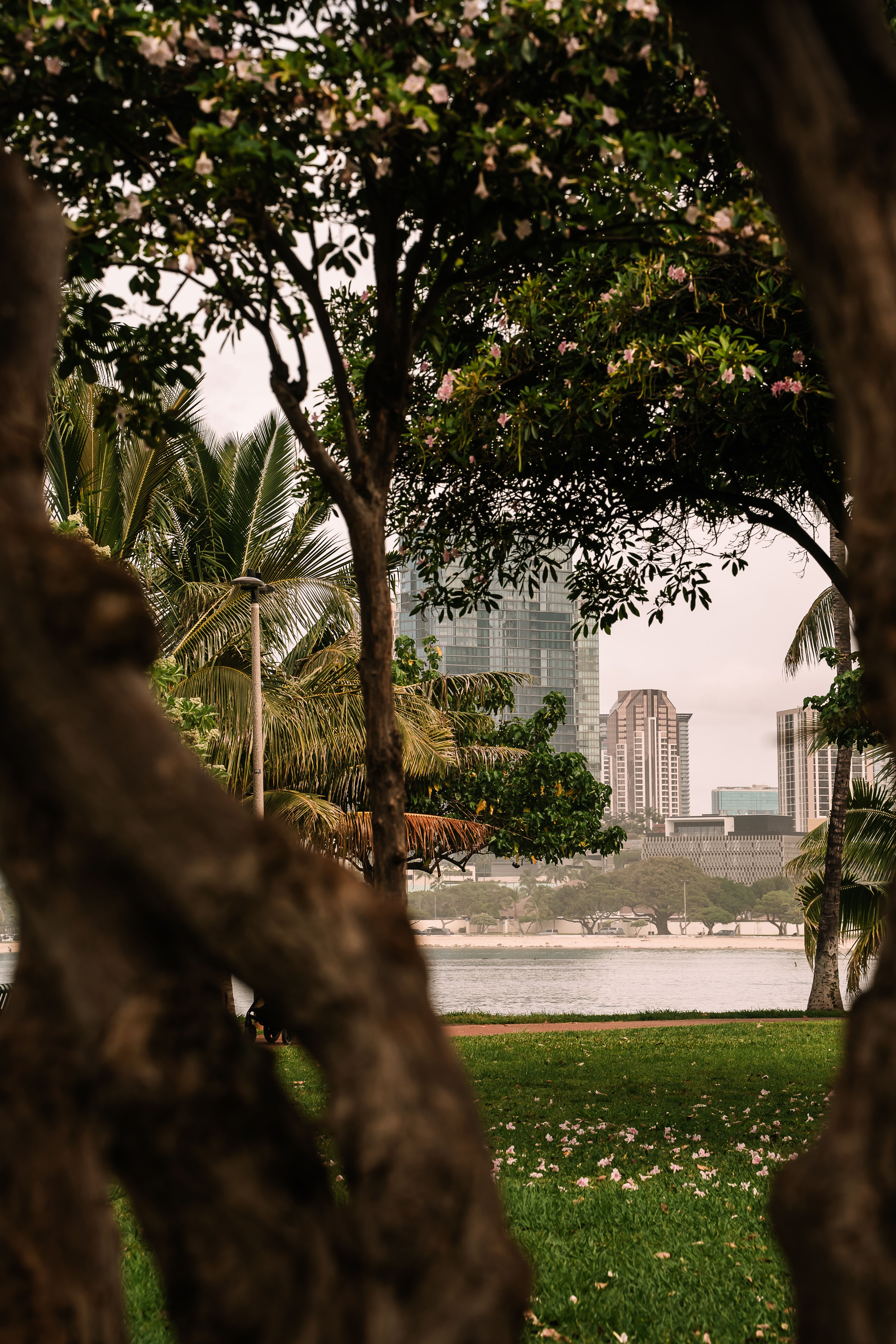 Urban skyline framed by verdant trees in a park setting, offering a contrast of nature and architecture.