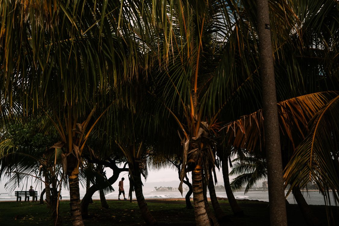 Tropical Beach with Palm Trees at Sunset · Free Stock Photo