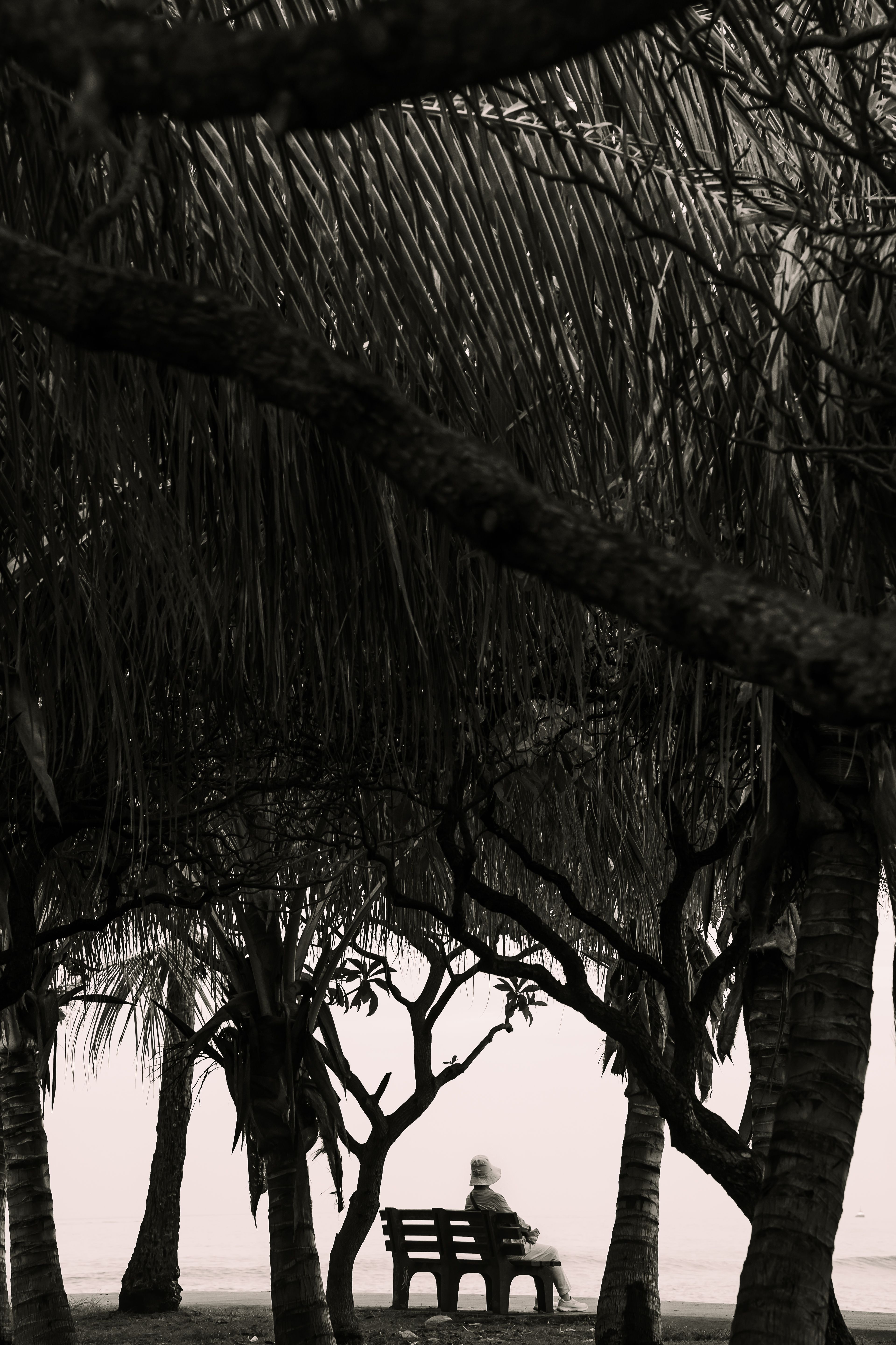 A contemplative moment captured at a park in Honolulu with silhouetted trees and a bench.