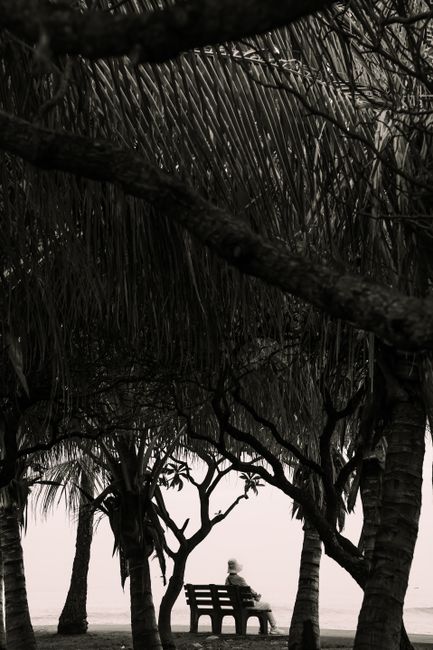 A contemplative moment captured at a park in Honolulu with silhouetted trees and a bench.
