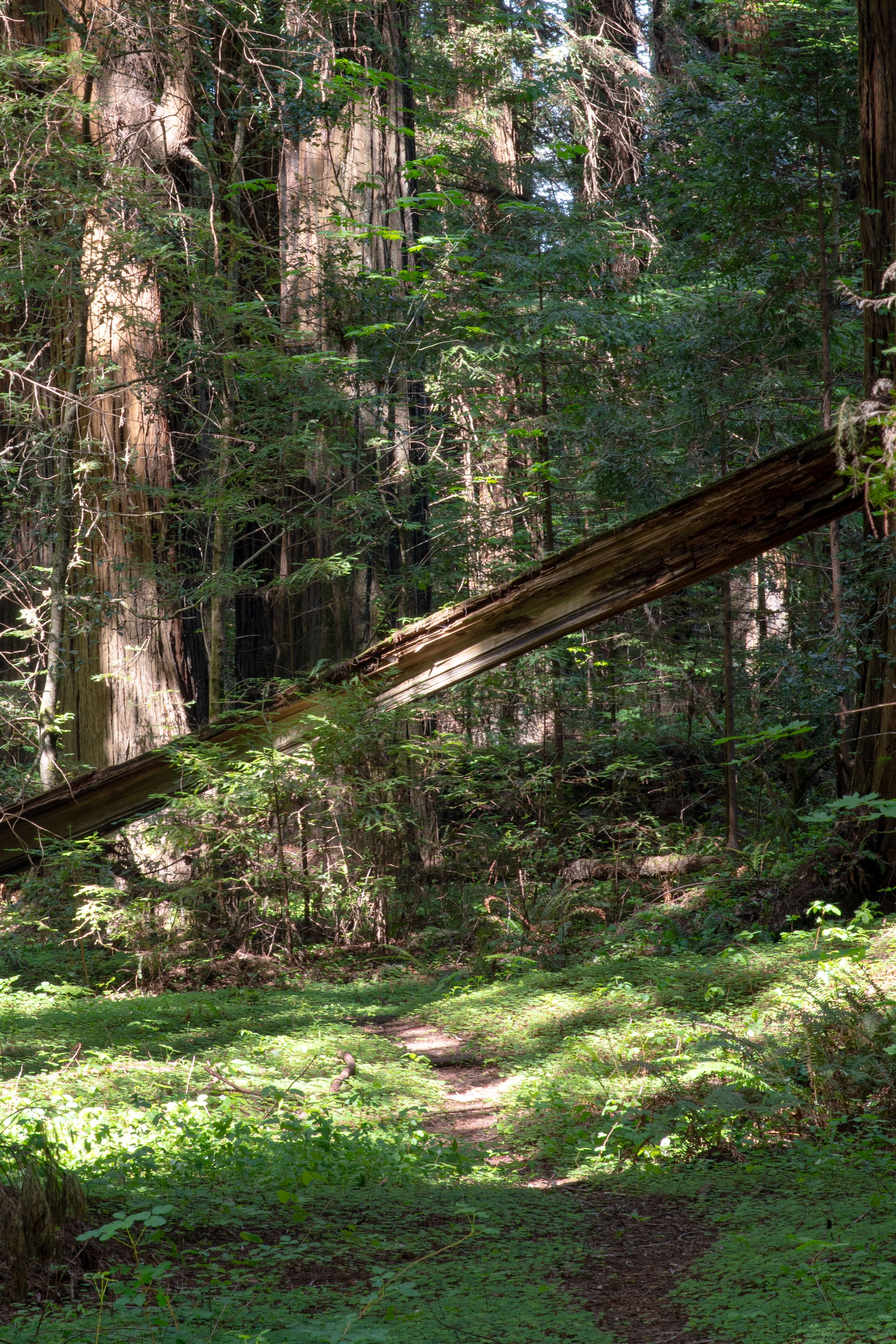 Serene Path Through California's Redwood Forest · Free Stock Photo