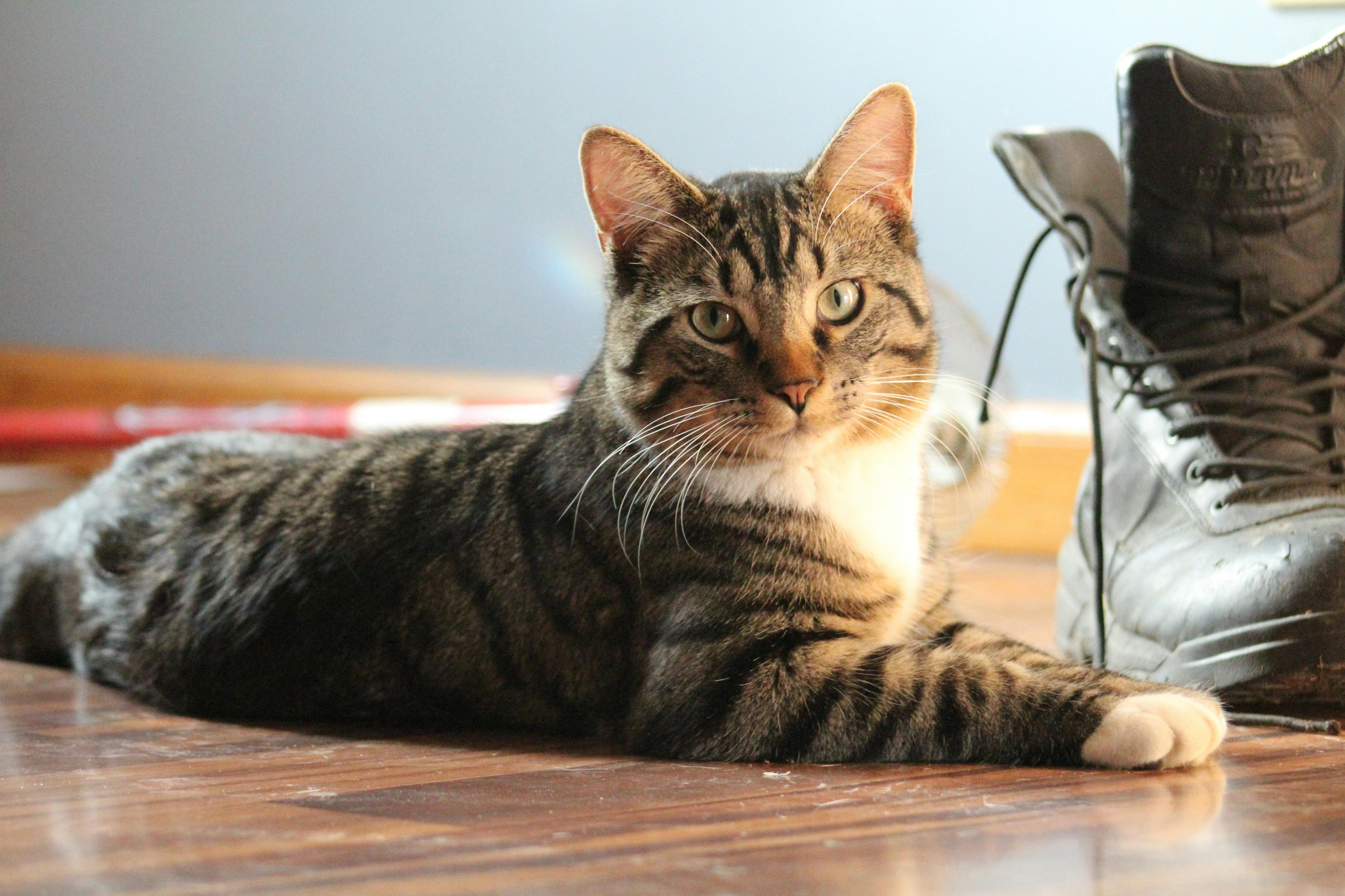 pet care, pet health, pet safety, pet grooming — Photo by Eve R on Pexels
